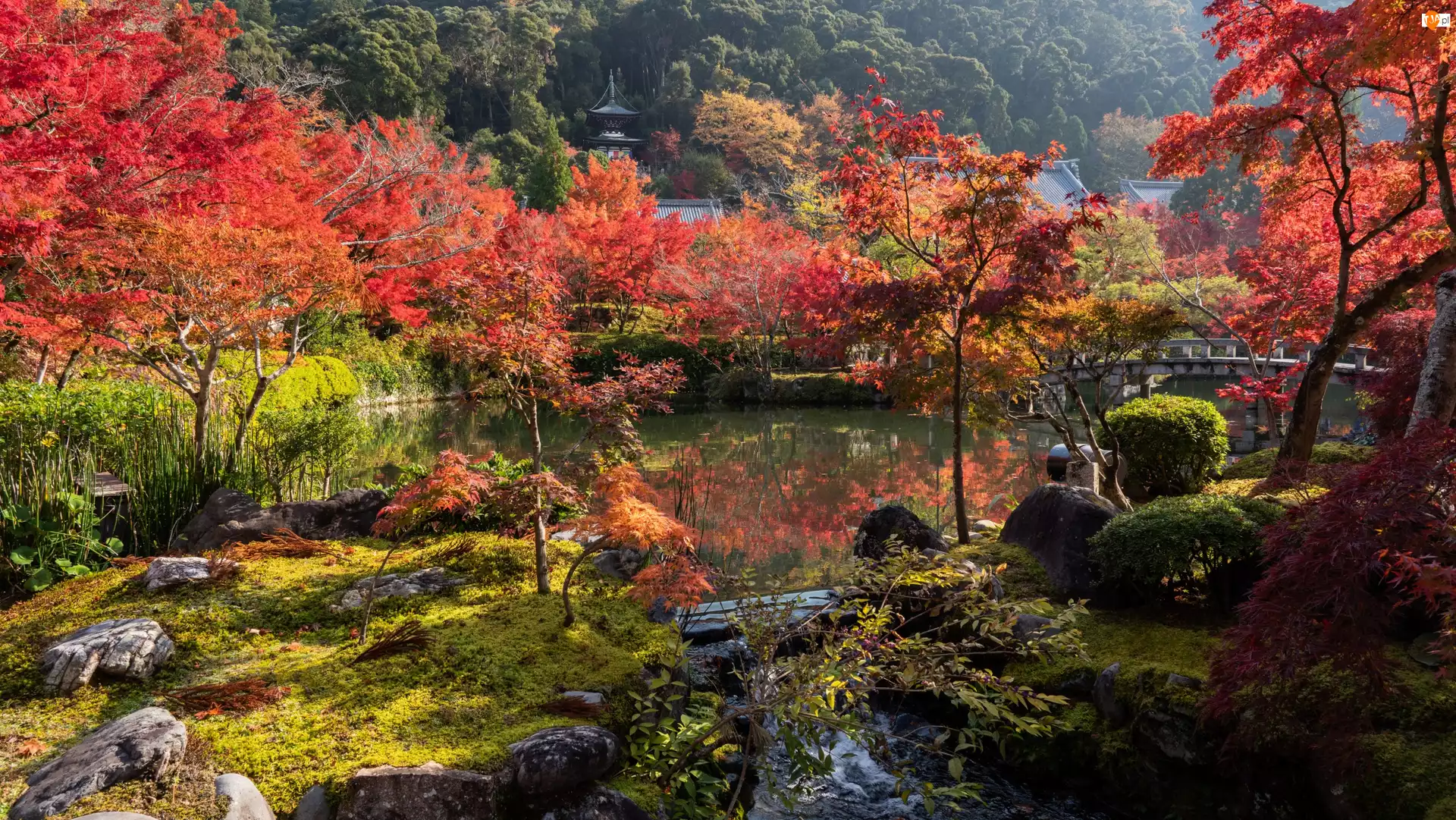 Kolorowe, Park, Staw, Japonia, Drzewa, Kioto