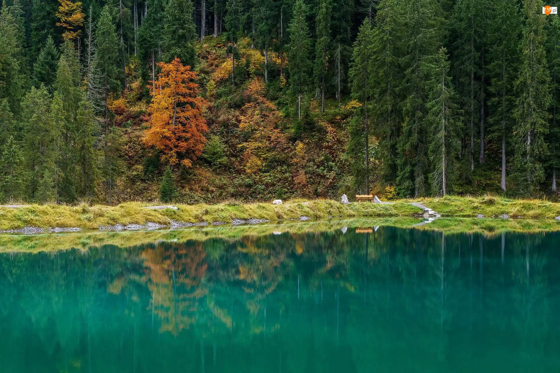 Las, Austria, Drzewa, Jezioro Herzsee, Gmina Aldrans