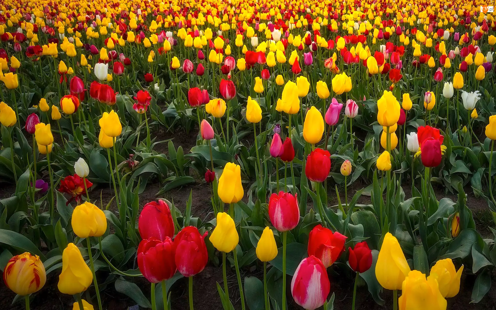 Wooden Shoe Tulip Farm, Farma, Tulipany, Stany Zjednoczone, Pole, Stan Oregon