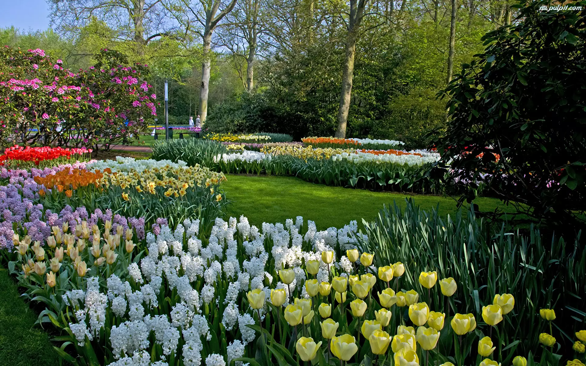 Holandia, Drzewa, Krzewy, Hiacynty, Park, Wiosna, Kwiaty, OgrĂłd, Tulipany, Keukenhof