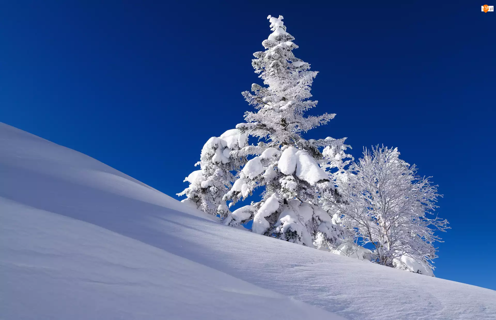 Drzewa, Zima, Wzgórze