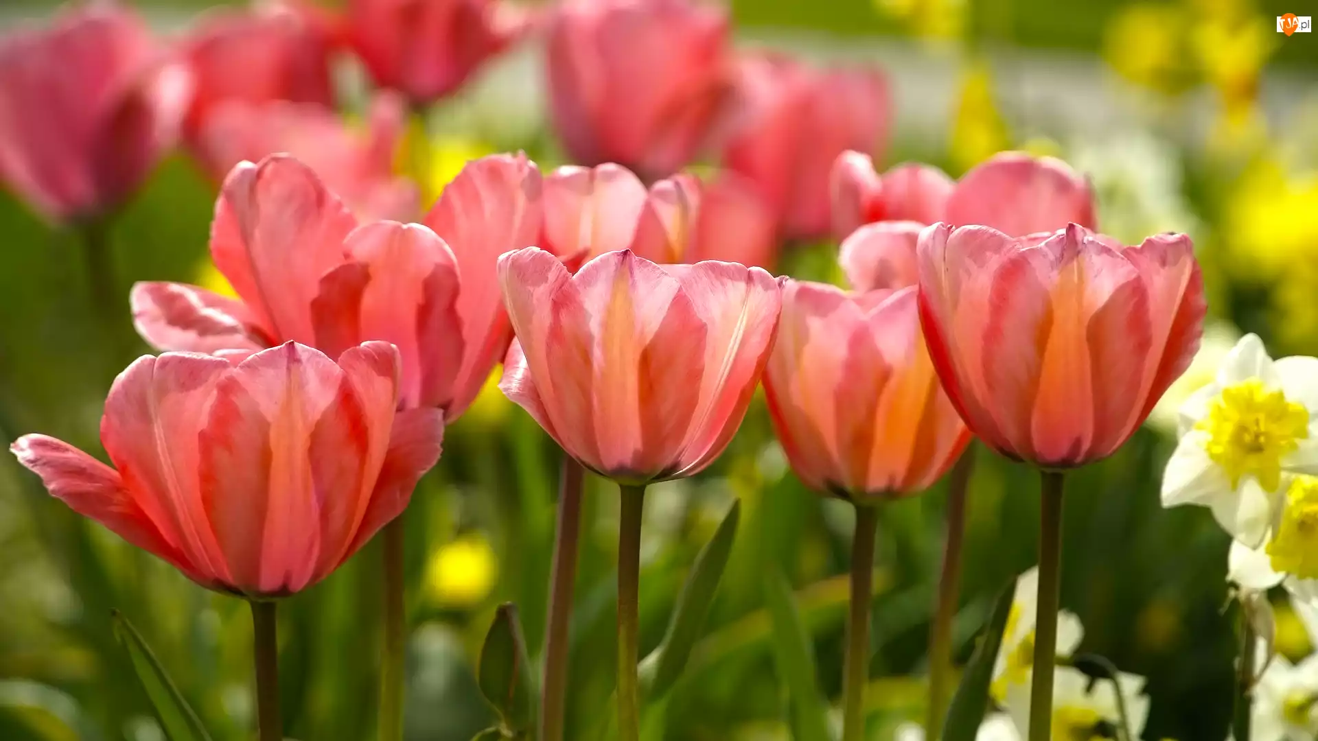 Żonkile, Kwiaty, Tulipany