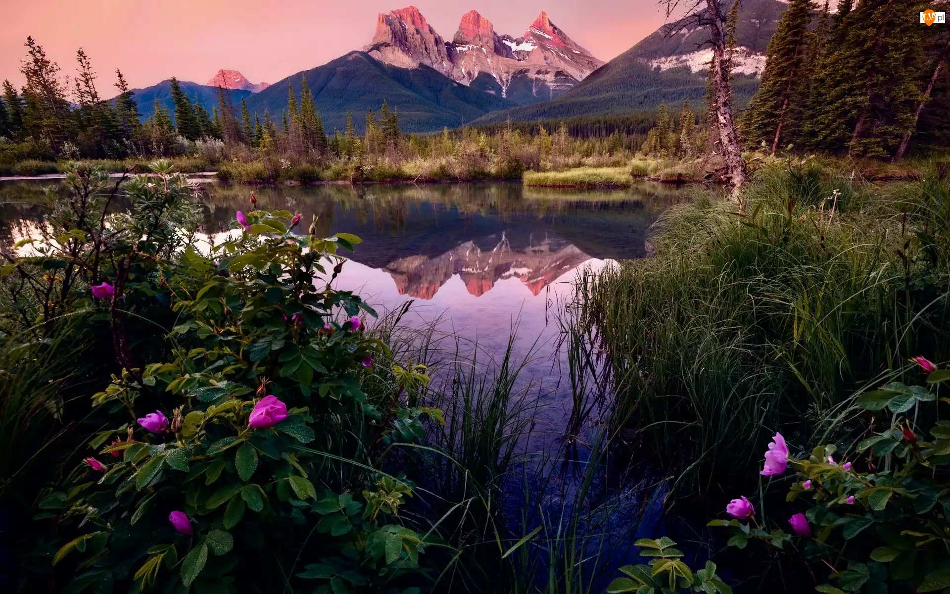 Kwiaty, Alberta, Drzewa, Bow River, Canmore, Góry, Three Sisters Peaks, Kanada, Rzeka