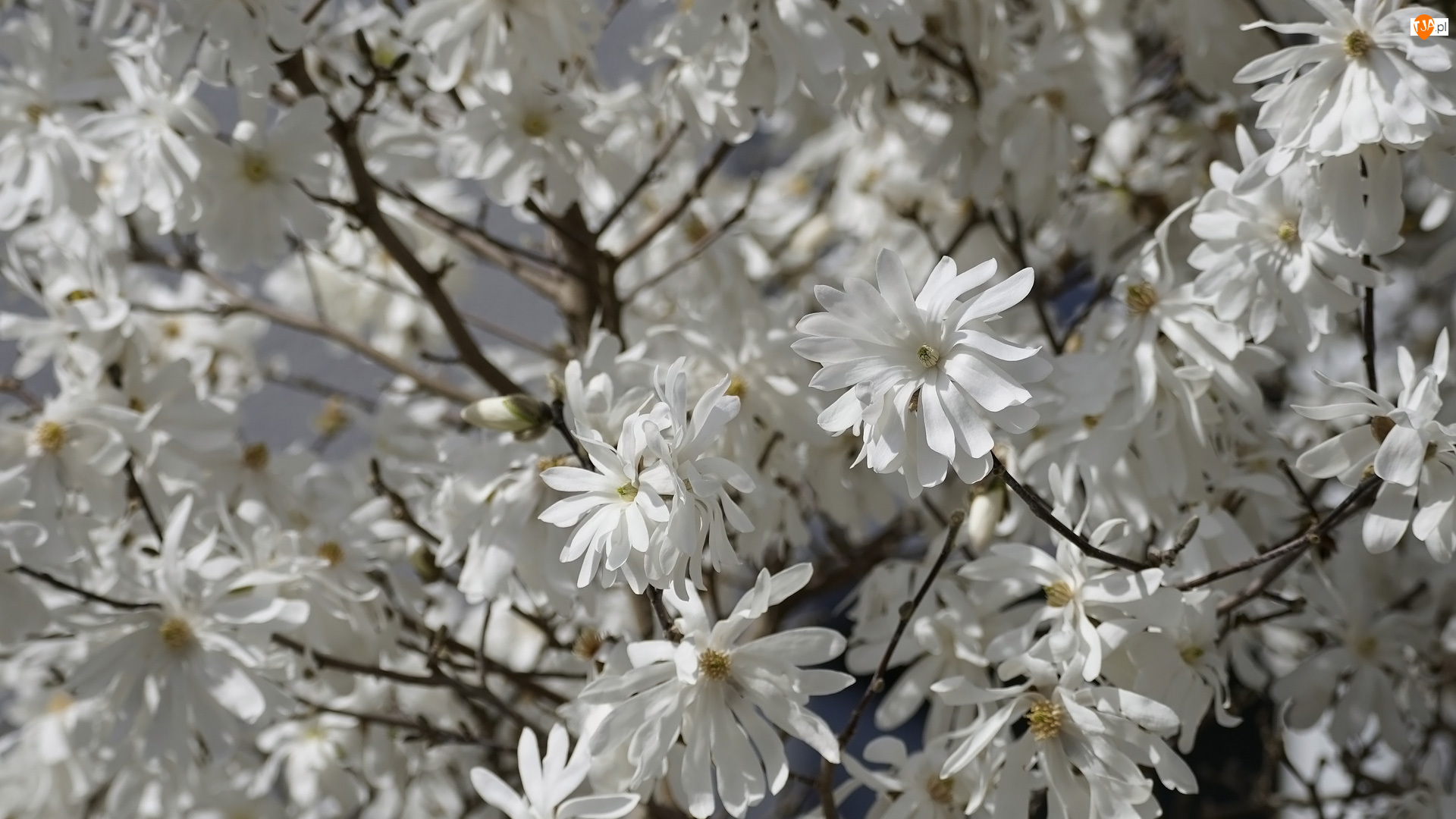 RozkwitniÄte, Magnolia, BiaĹe, Kwiaty