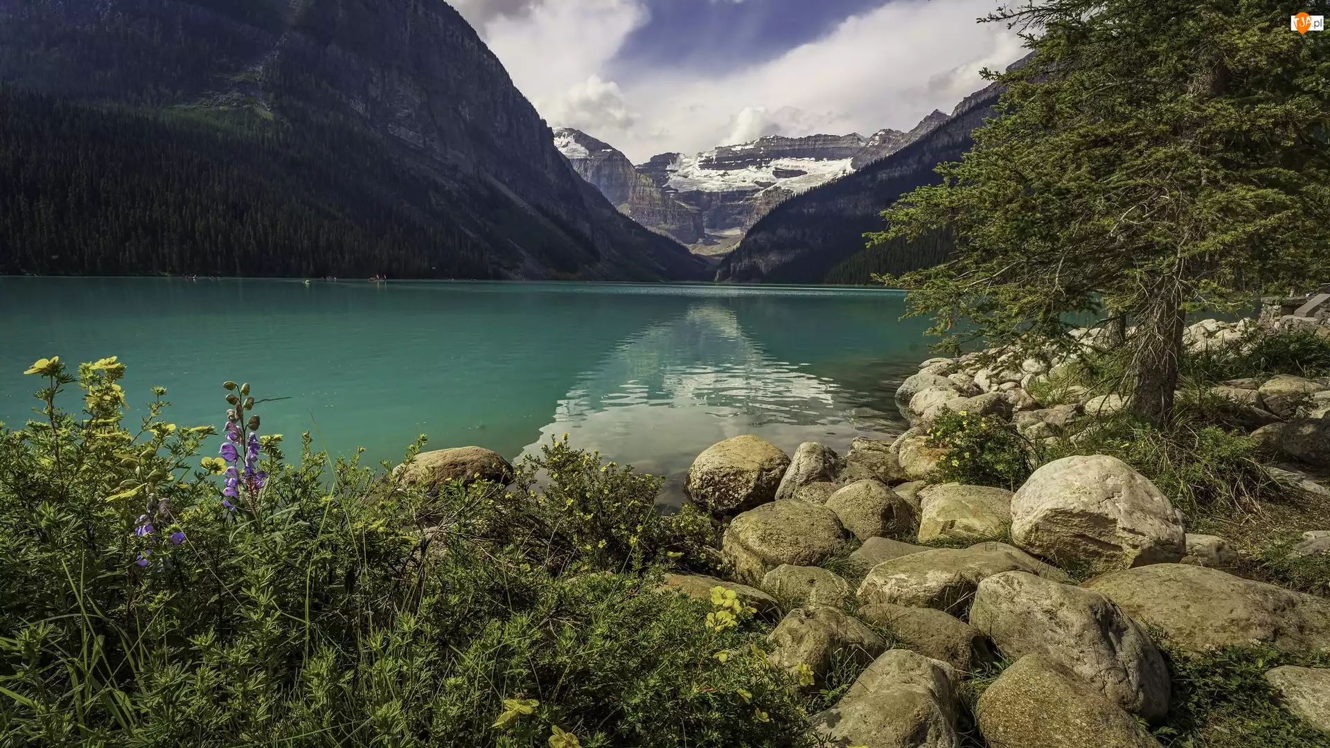 Kamienie, Góry, Park Narodowy Banff, Kwiaty, Jezioro, Drzewo, Kanada, Lake Louise