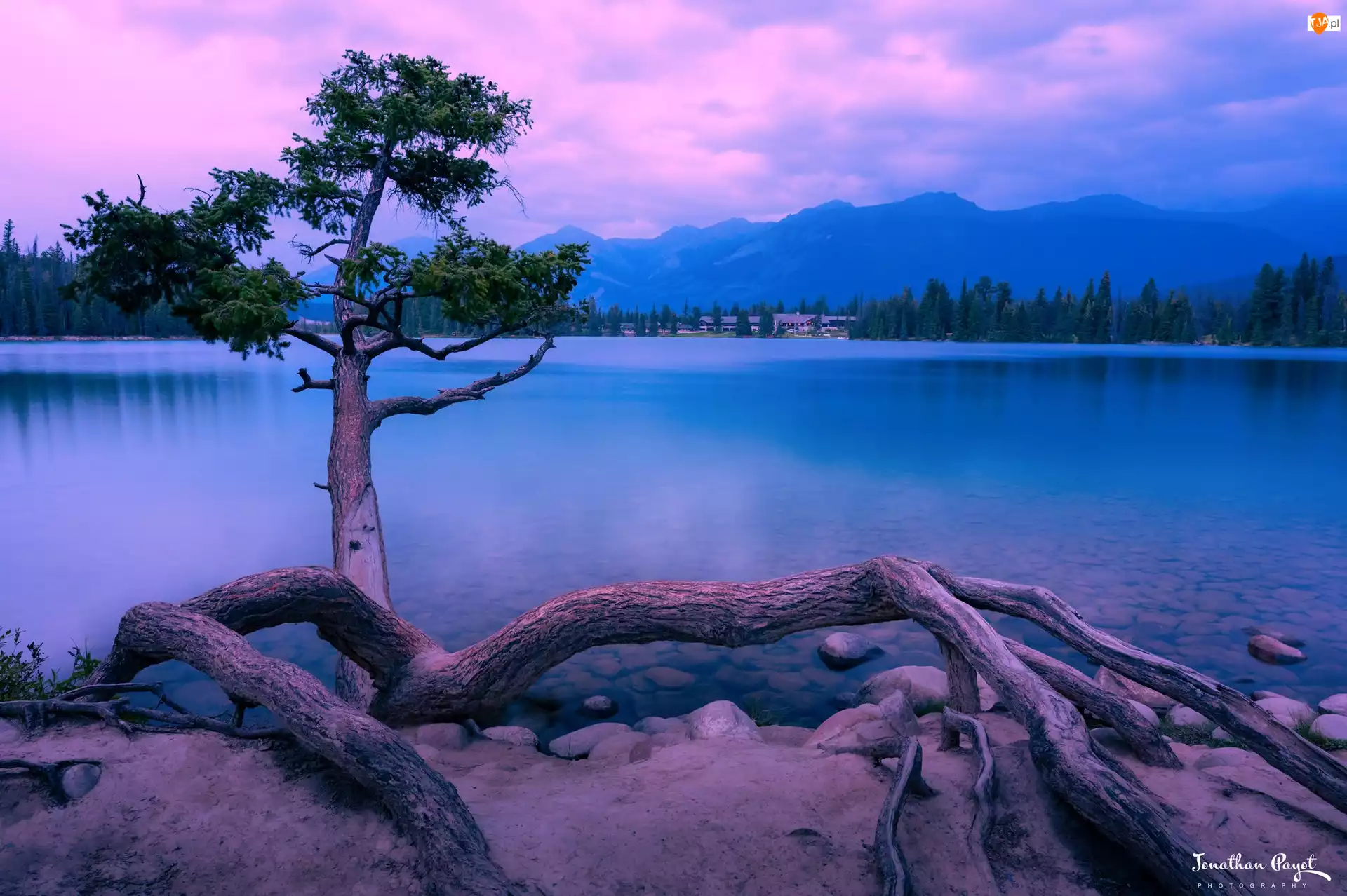 Jezioro, Drzewo, Park Narodowy Jasper, Kanada, Maligne Lake, Alberta