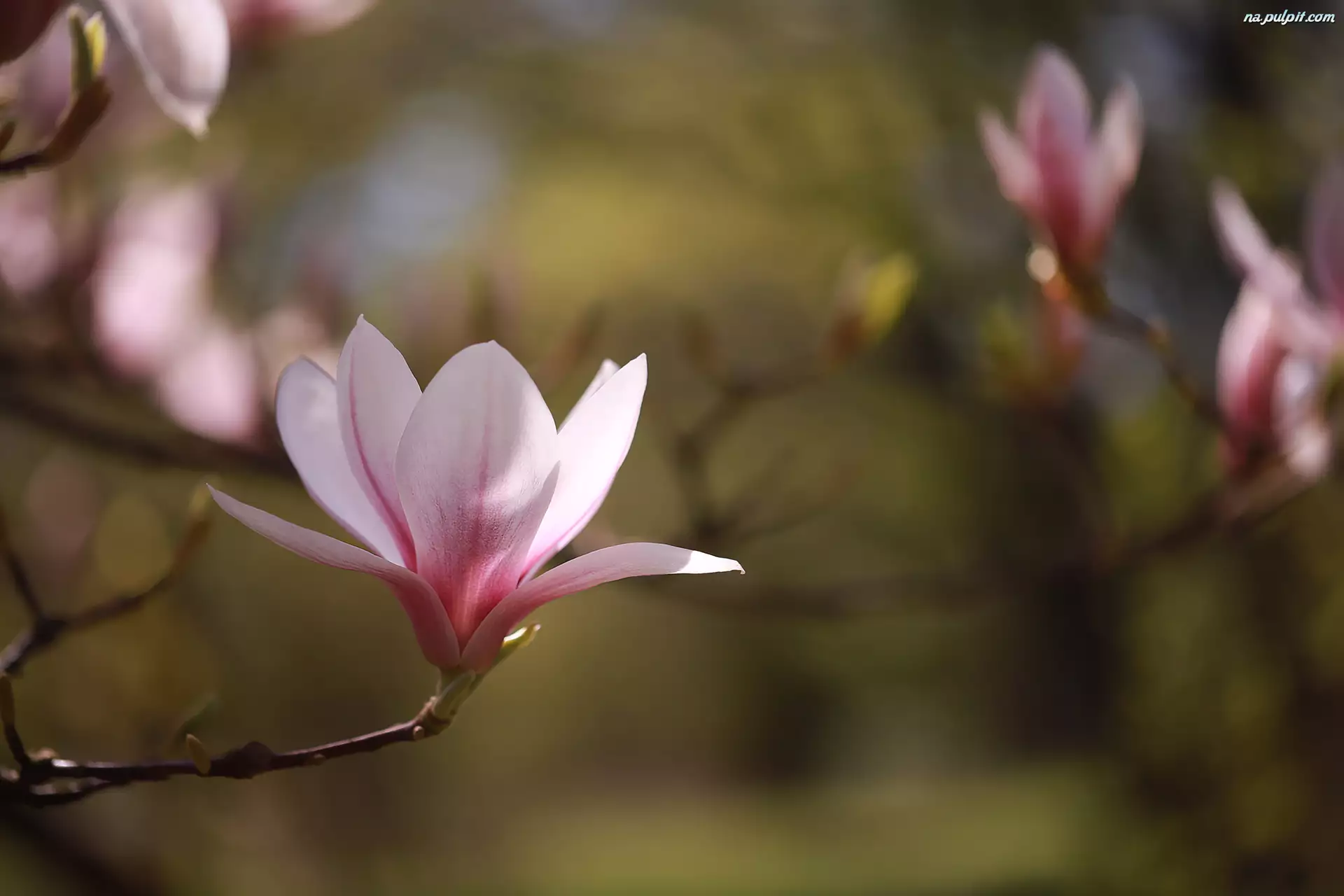Kwiat, Magnolia, RĂłĹźowa