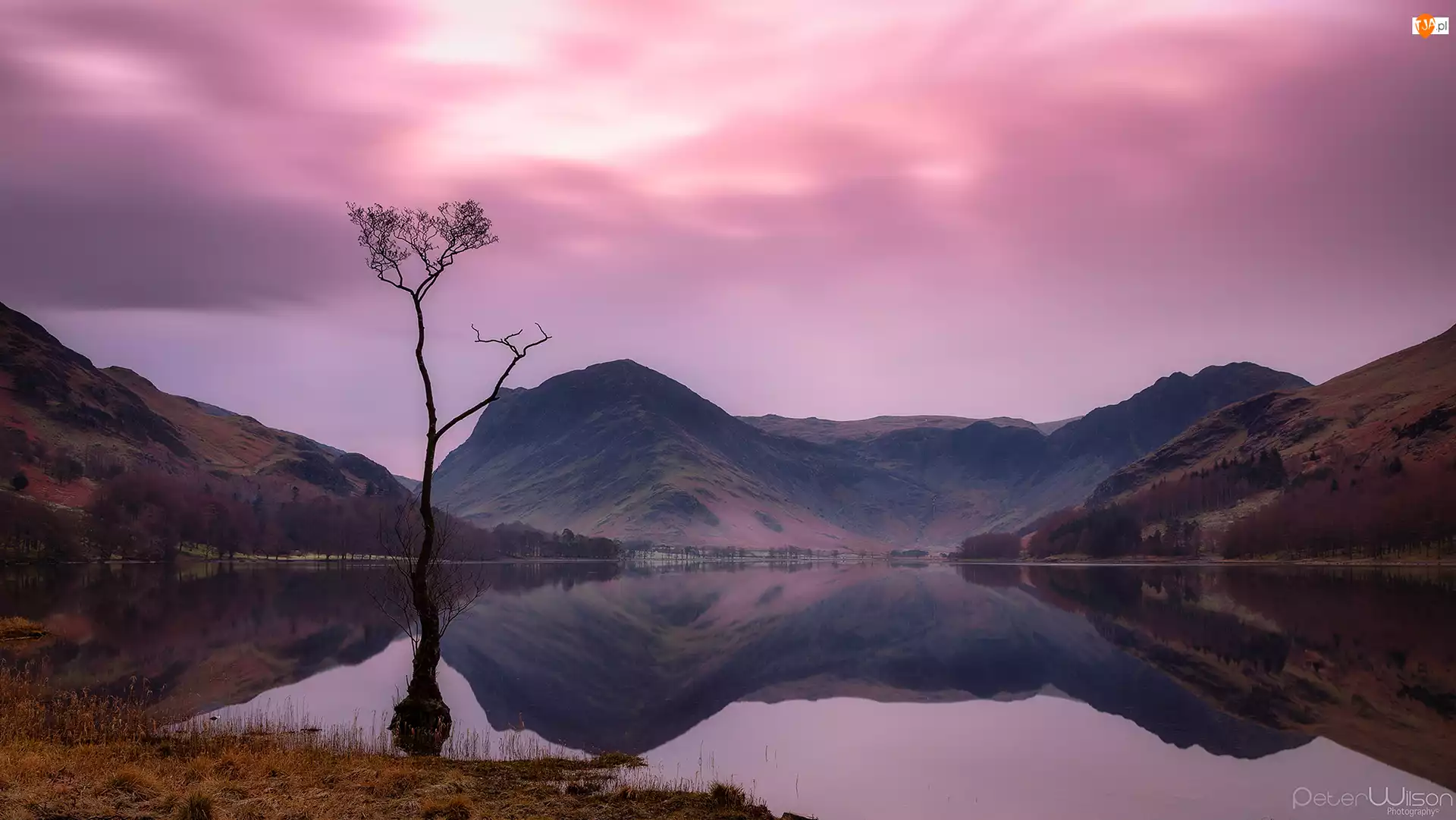 Suche, Jezioro Buttermere, Góry, Anglia, Drzewo, Lake District