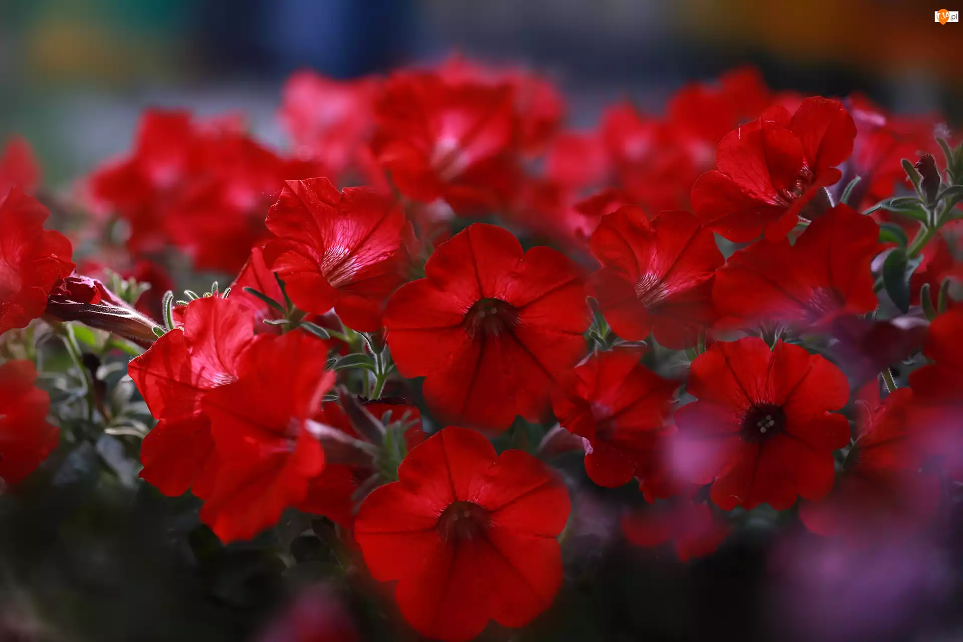 Kwiaty, Czerwone, Surfinie