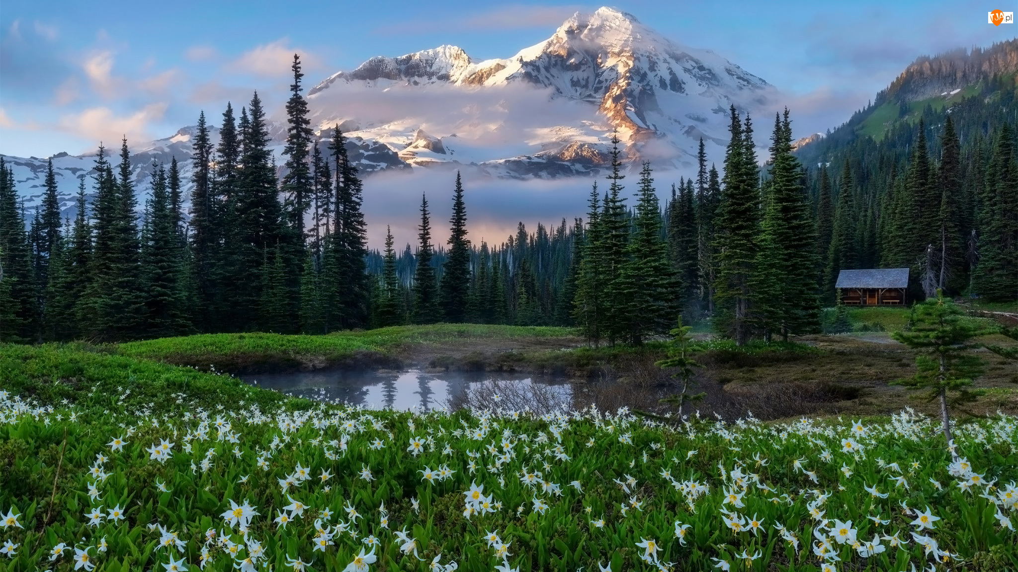 Park Narodowy Mount Rainier, Kwiaty, Góry, Stan Waszyngton, Lilie lawinowe, Drzewa, Stany Zjednoczone, Staw