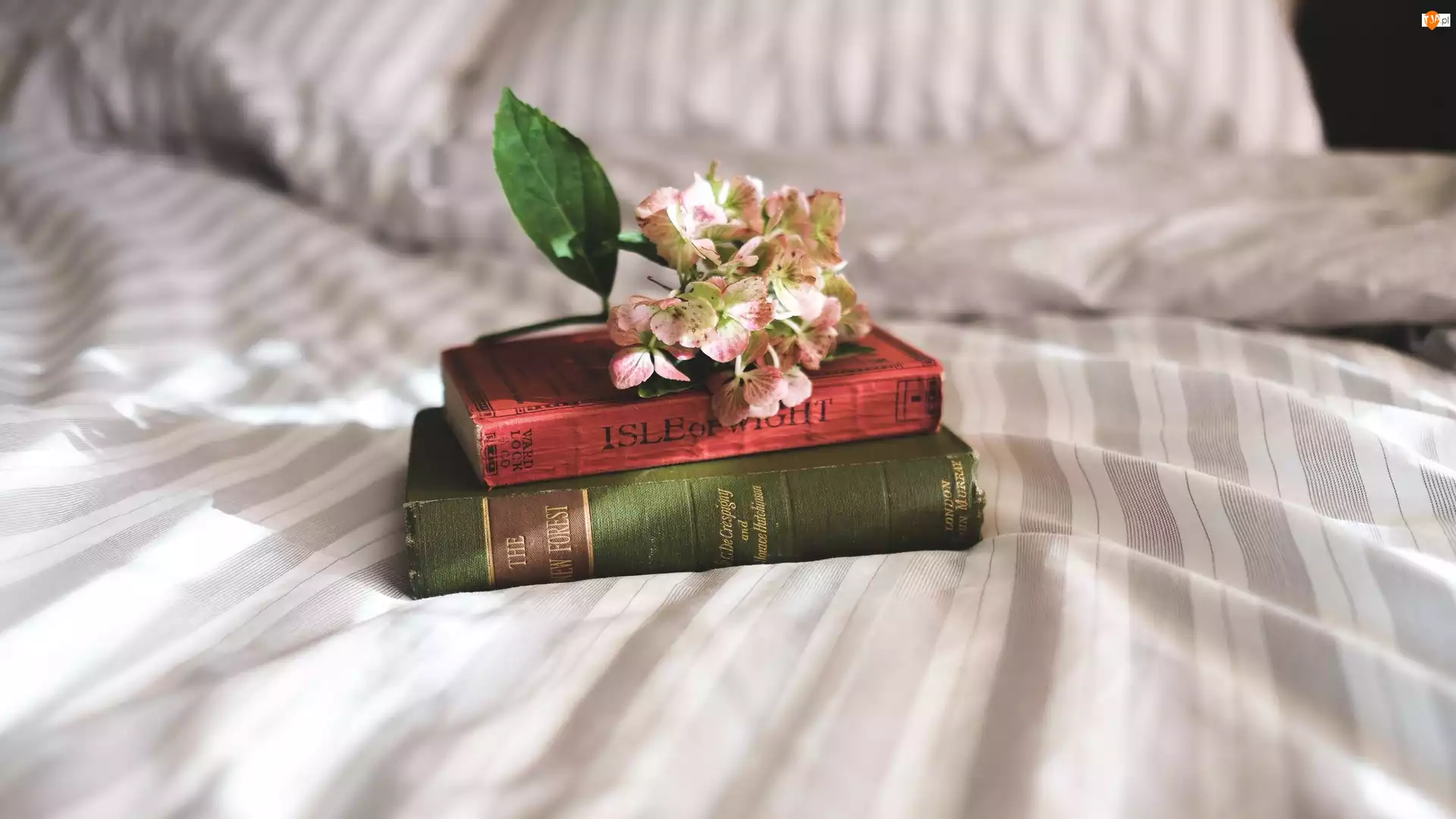 Łóżko, Książki, Kwiat