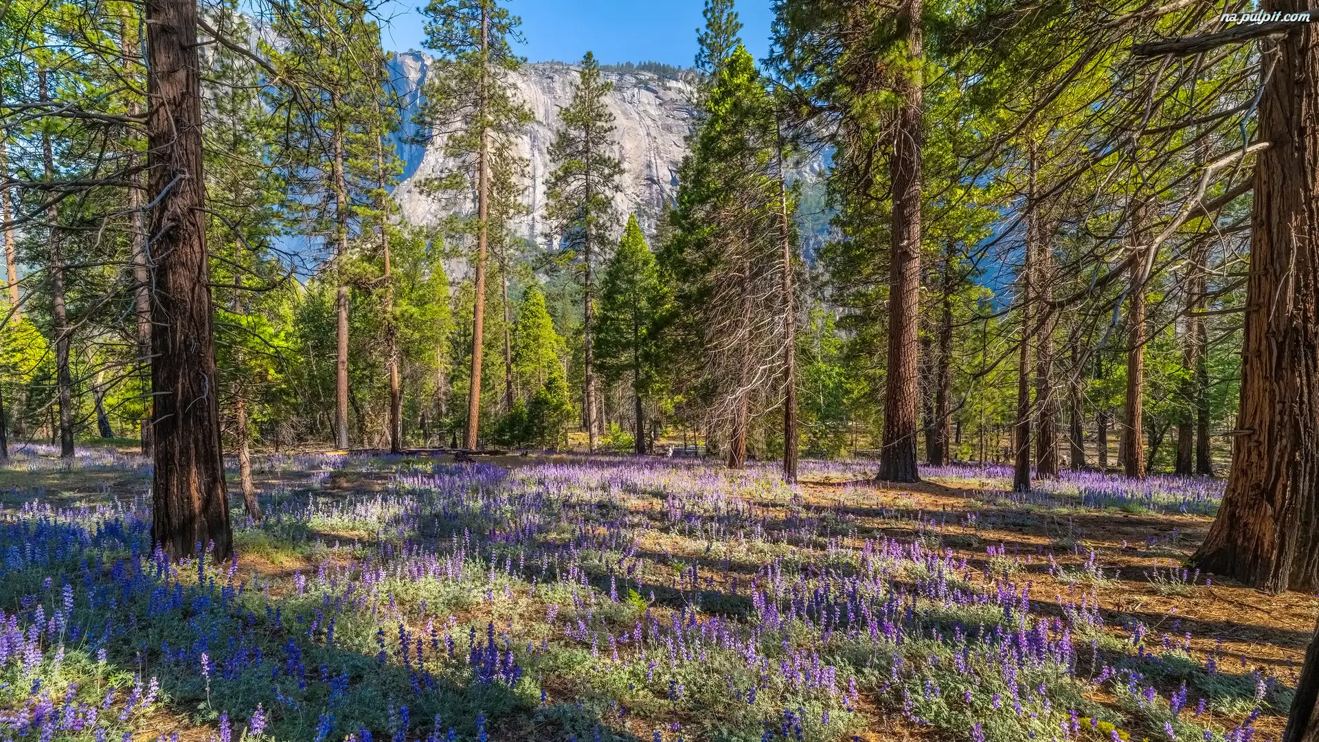 Park Narodowy Yosemite, Góry, Kwiaty, Kalifornia, Las, Łubin, Stany Zjednoczone, Drzewa