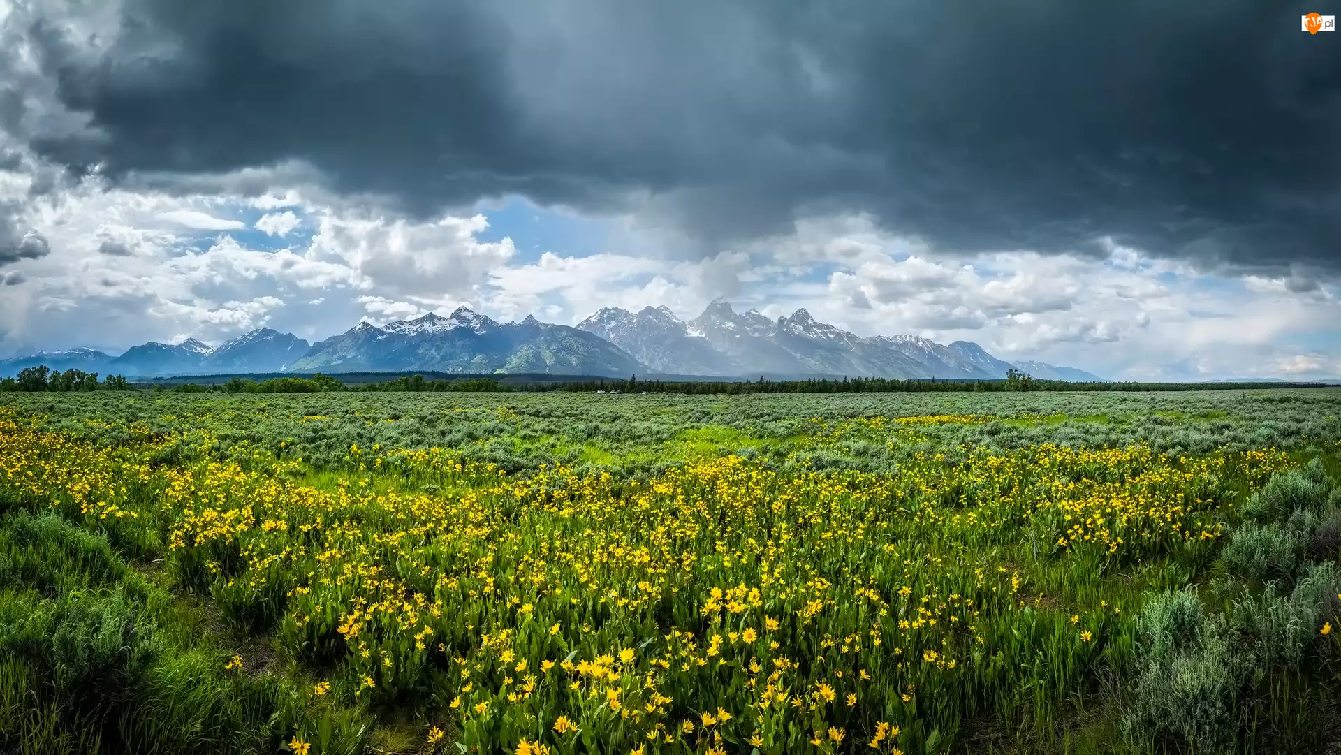 Łąka, Kwiaty, Park Narodowy Grand Teton, Stany Zjednoczone, Góry, Stan Wyoming
