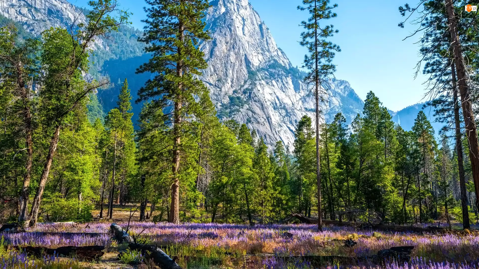 Drzewa, Kwiaty, Stany Zjednoczone, Góry, Kalifornia, Park Narodowy Yosemite, Łubin
