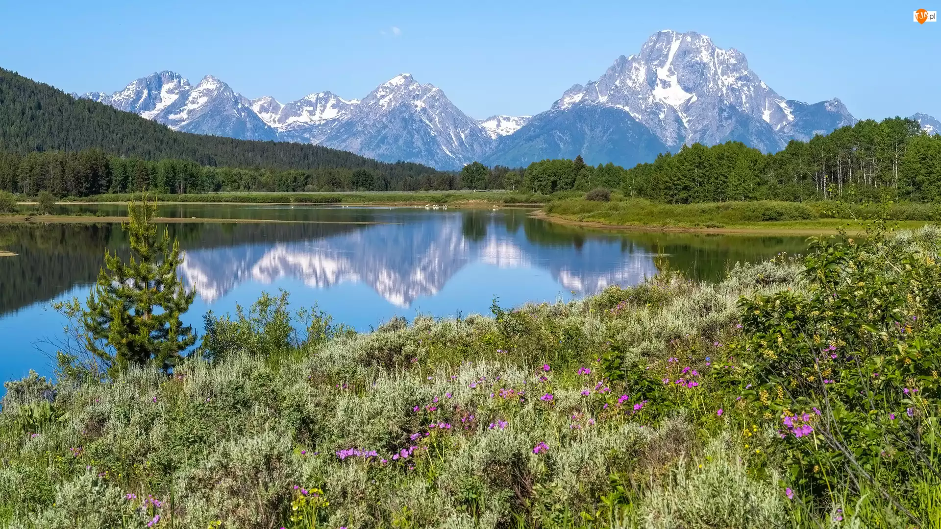 Park Narodowy Grand Teton Kwiaty Rzeka Wyoming Park Narodowy Grand Teton Kwiaty Rzeka Wyoming