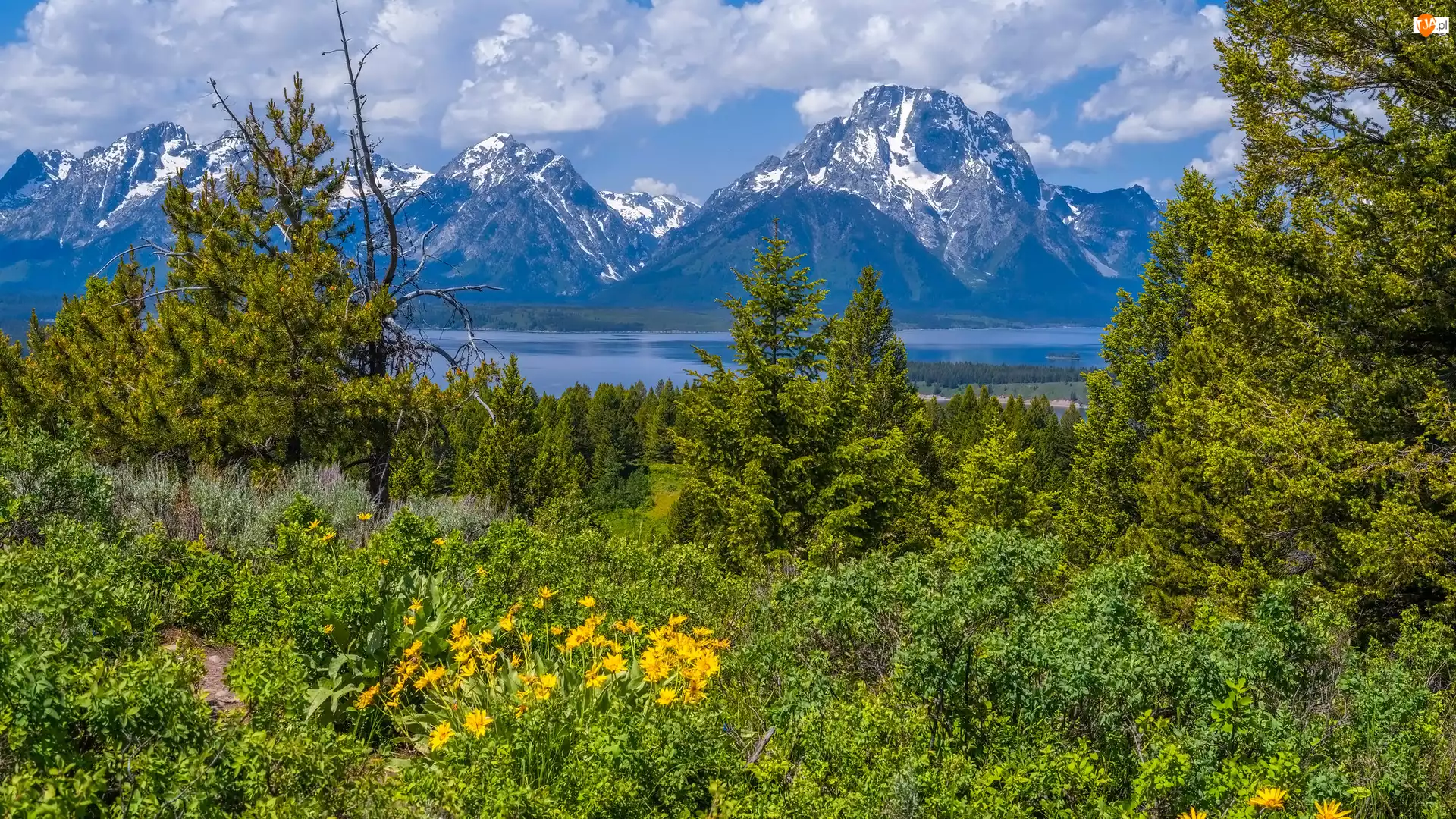 Drzewa, Góry, Park Narodowy Grand Teton, Stany Zjednoczone, Kwiaty, Wyoming