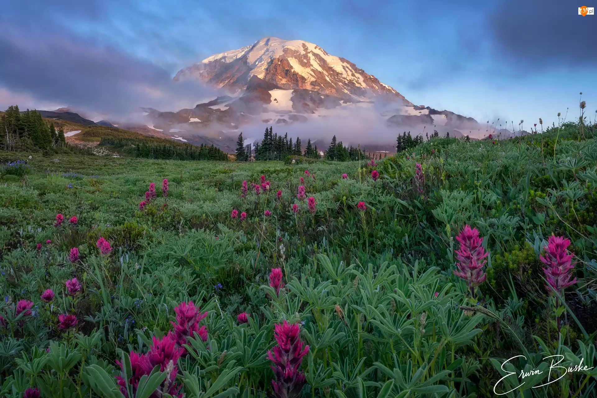 Stratowulkan Mount Rainier, Góry, Stany Zjednoczone, Park Narodowy Mount Rainier, Stan Waszyngton, Kwiaty, Łąka