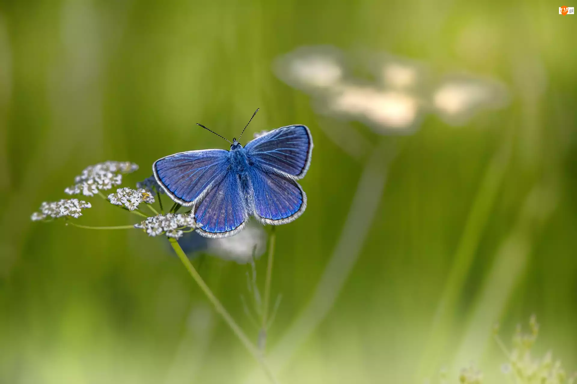 Kwiatek, Motyl, Modraszek ikar