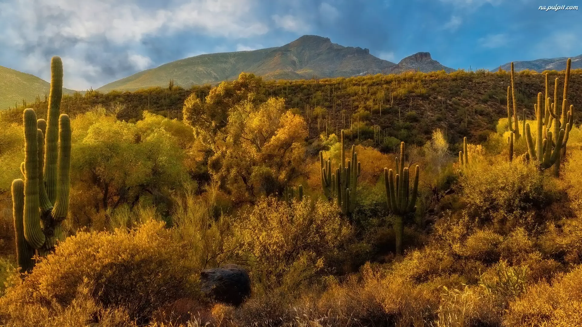 Drzewa, Kaktusy, Stany Zjednoczone, Góry, Arizona, Sonora, Pustynia