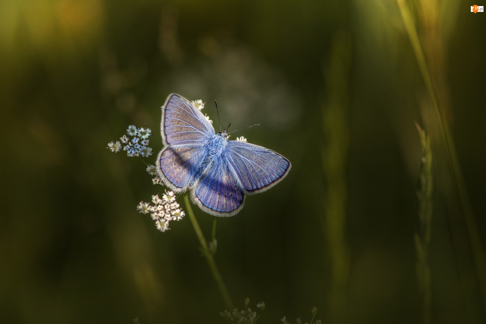 Modraszek ikar, Motyl, Niebieski