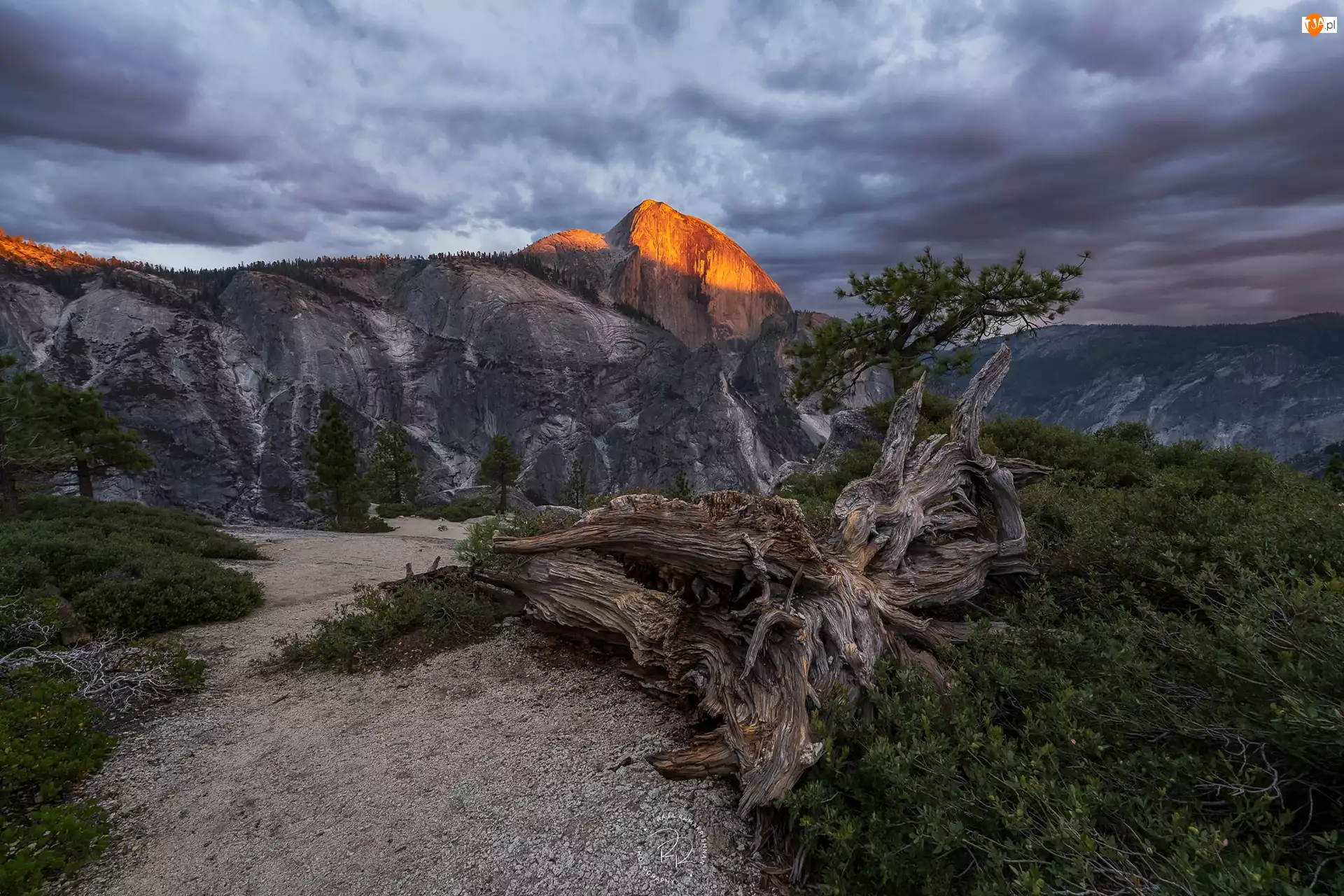 Szczyt Half Dome, Drzewa, Stany Zjednoczone, Góry, Kalifornia, Park Narodowy Yosemite, Konar