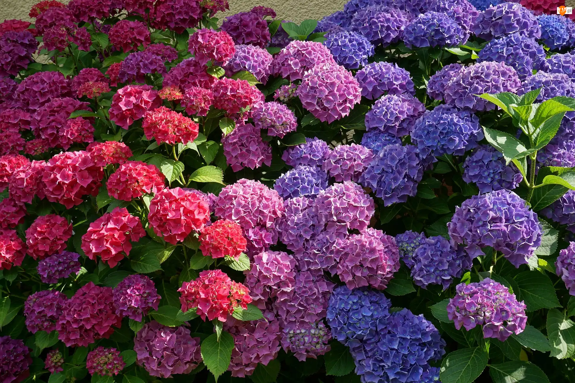 Hortensje, Kwiaty, Kolorowe