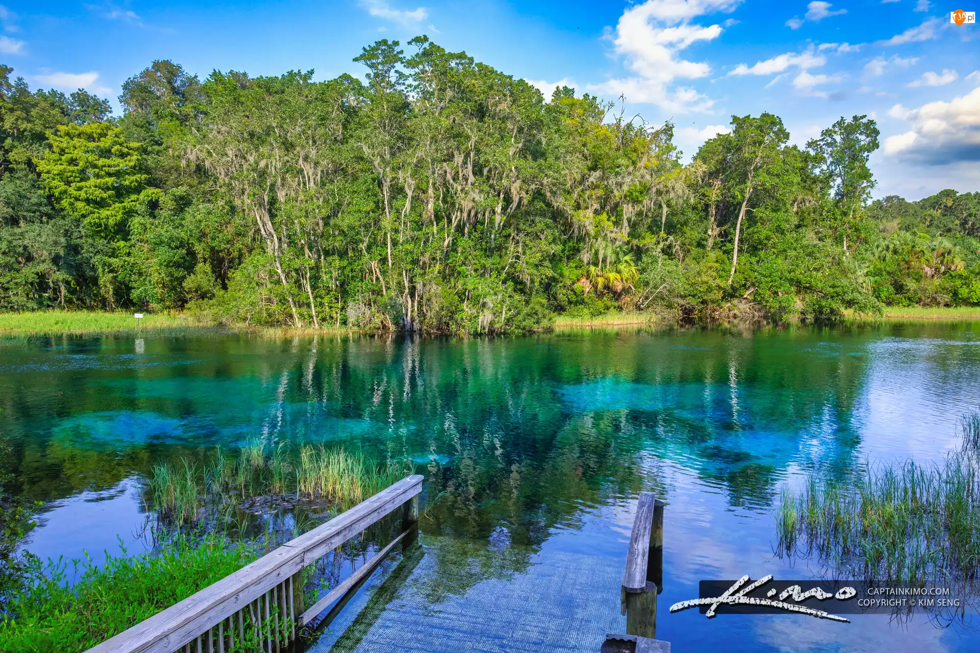 Floryda, Park Stanowy Rainbow Springs, Drzewa, Stany Zjednoczone, Szuwary, Pomost, Jezioro