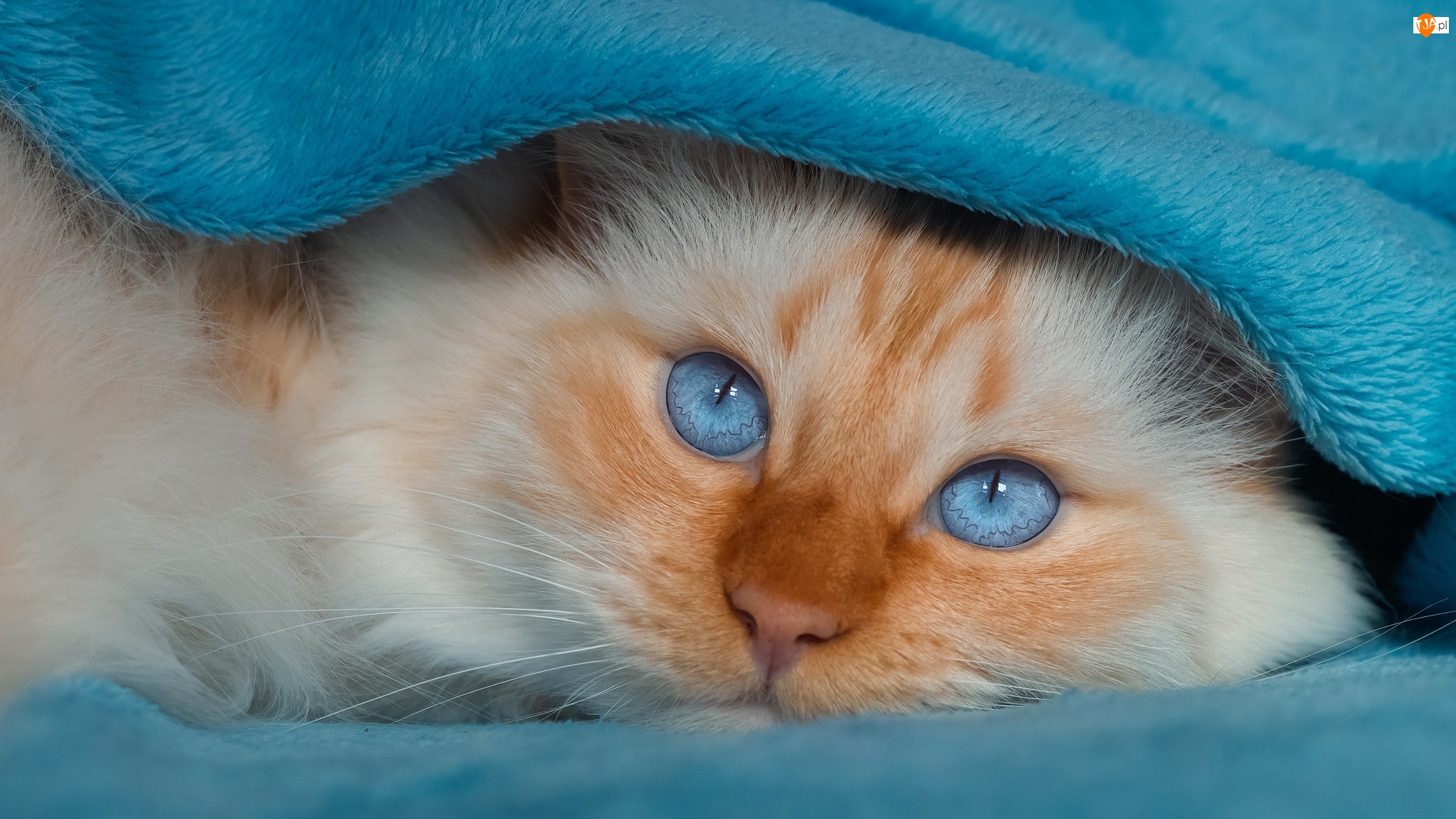 Koc, Niebieskooki, Kot, Niebieski