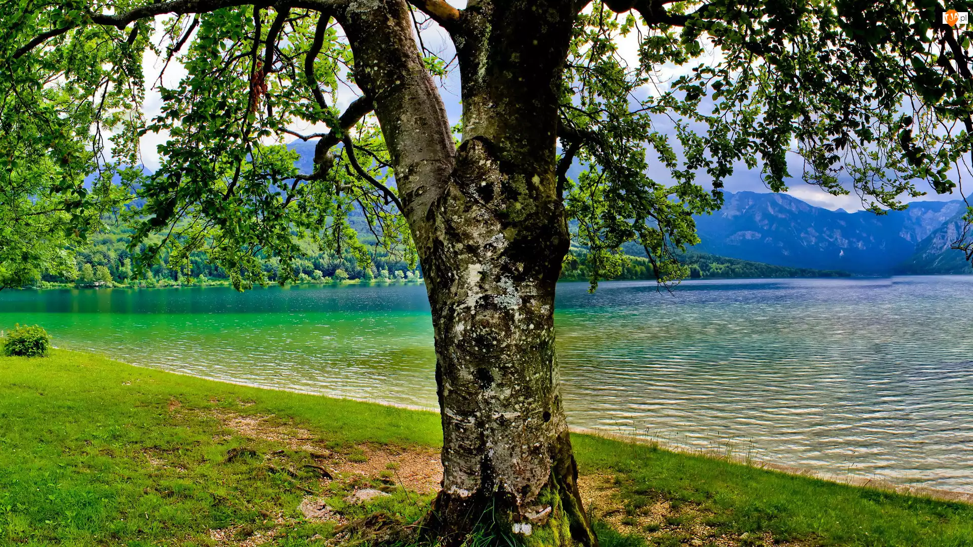 Jezioro, Drzewo, Brzeg