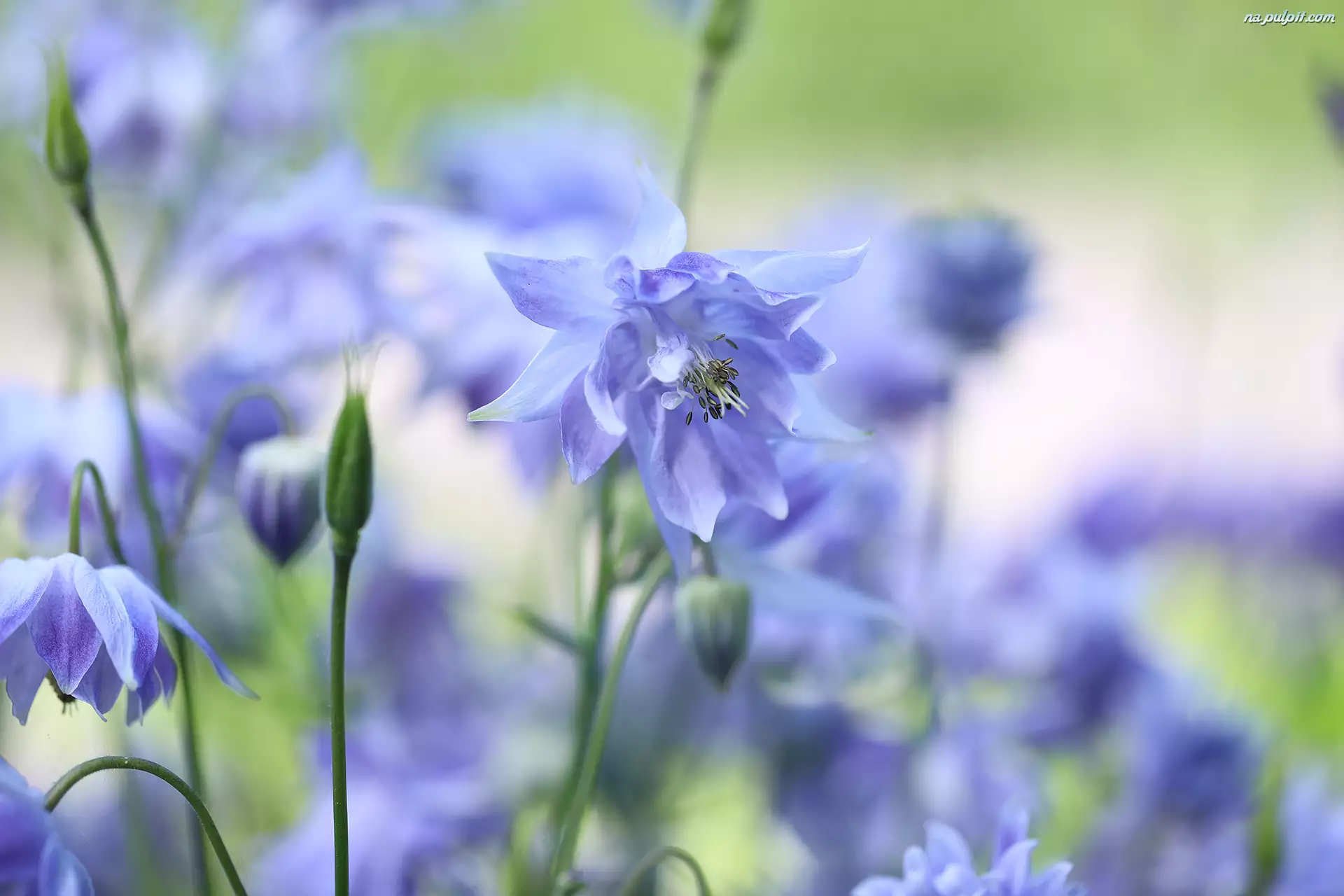 Kwiat, Niebieski, Orlik