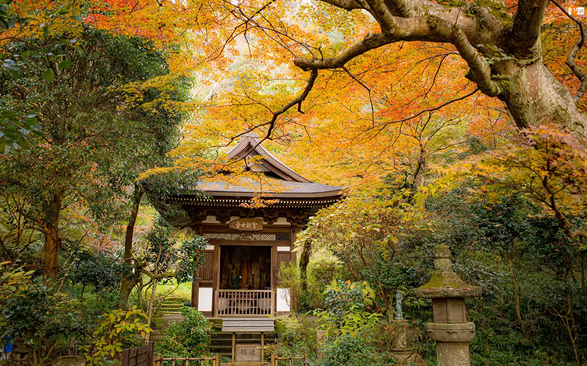 Świątynia, Jesień, Drzewa, Park, Pagoda