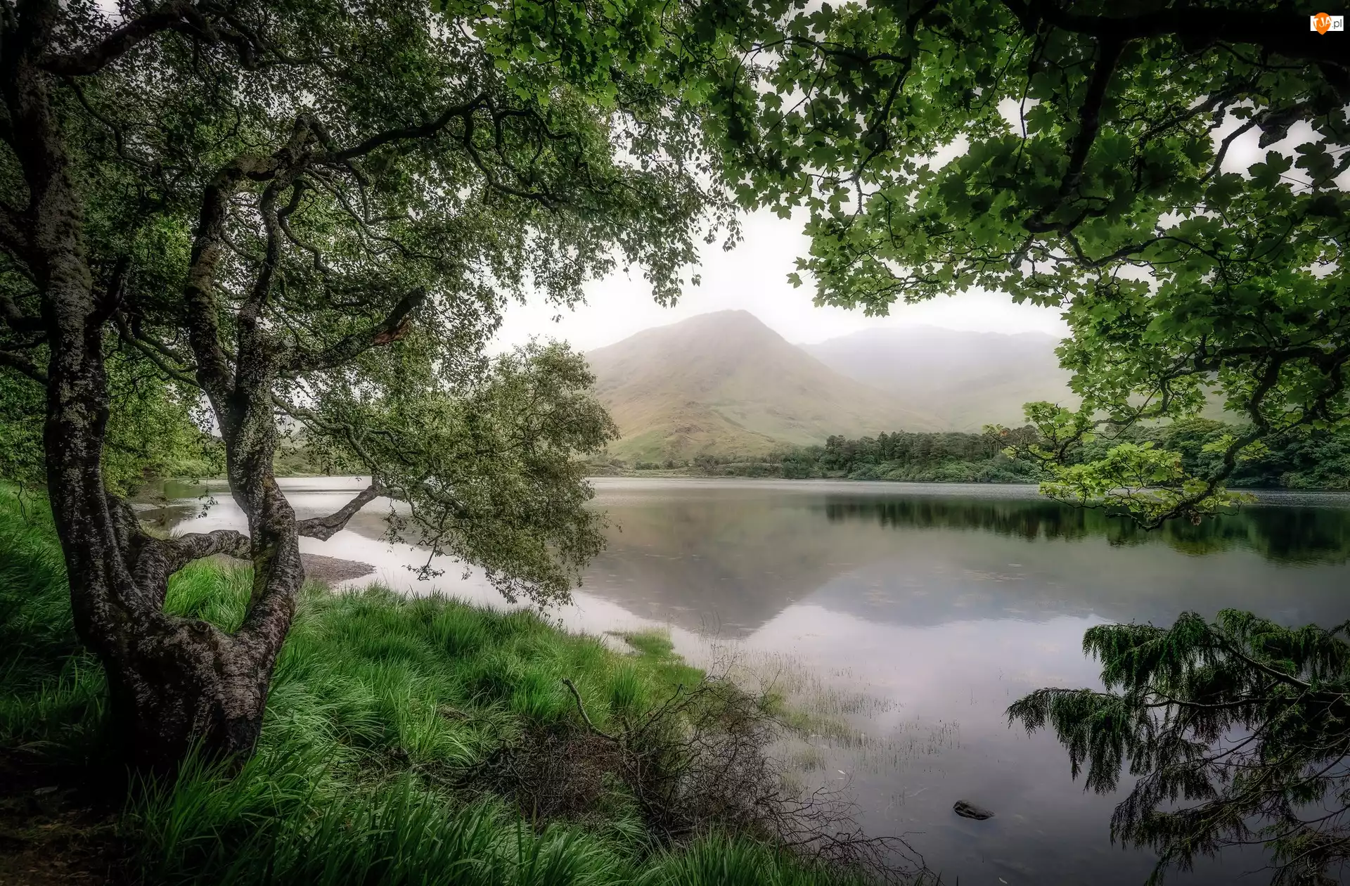 Jezioro Pollacapall, Drzewa, Galway, Irlandia, Góry, Region Connemara