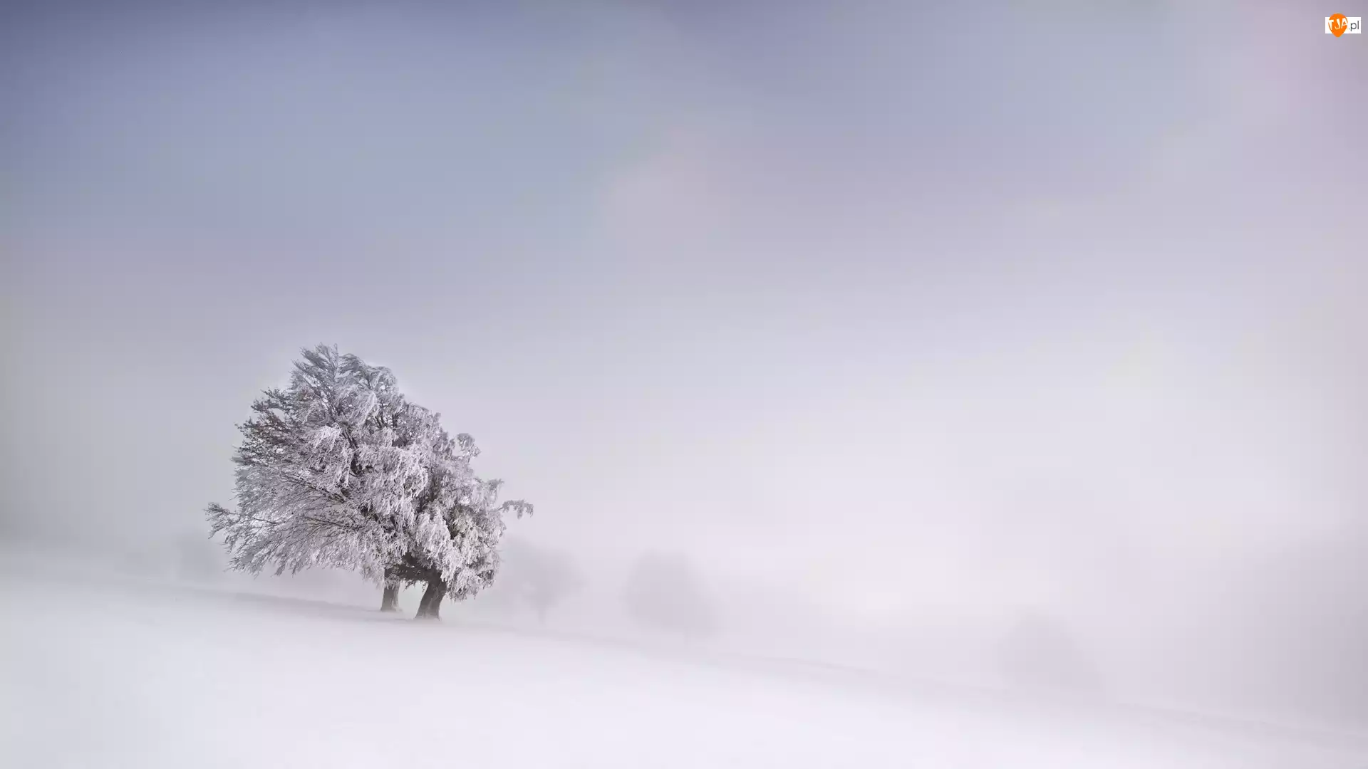 Śnieg, Drzewo, Zima