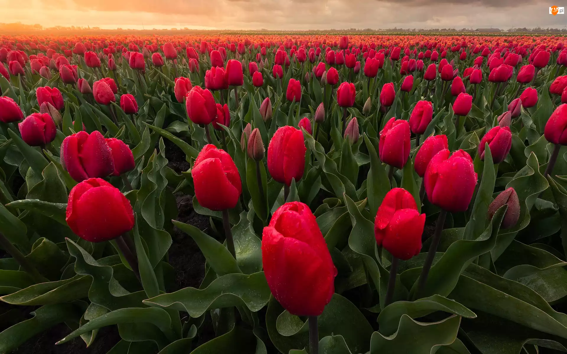Tulipany, Pole, Czerwone