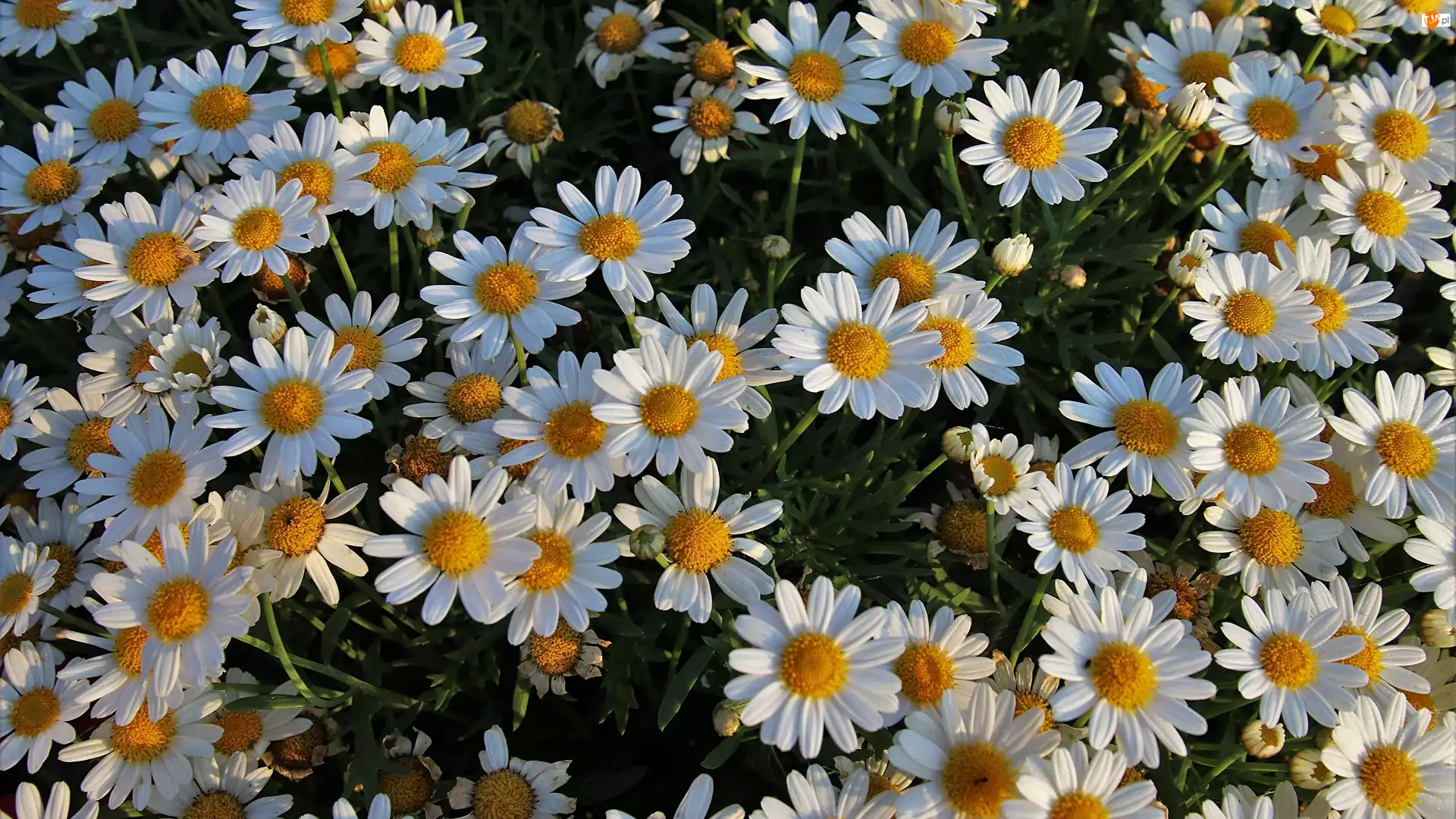 Rumiany, Kwiaty