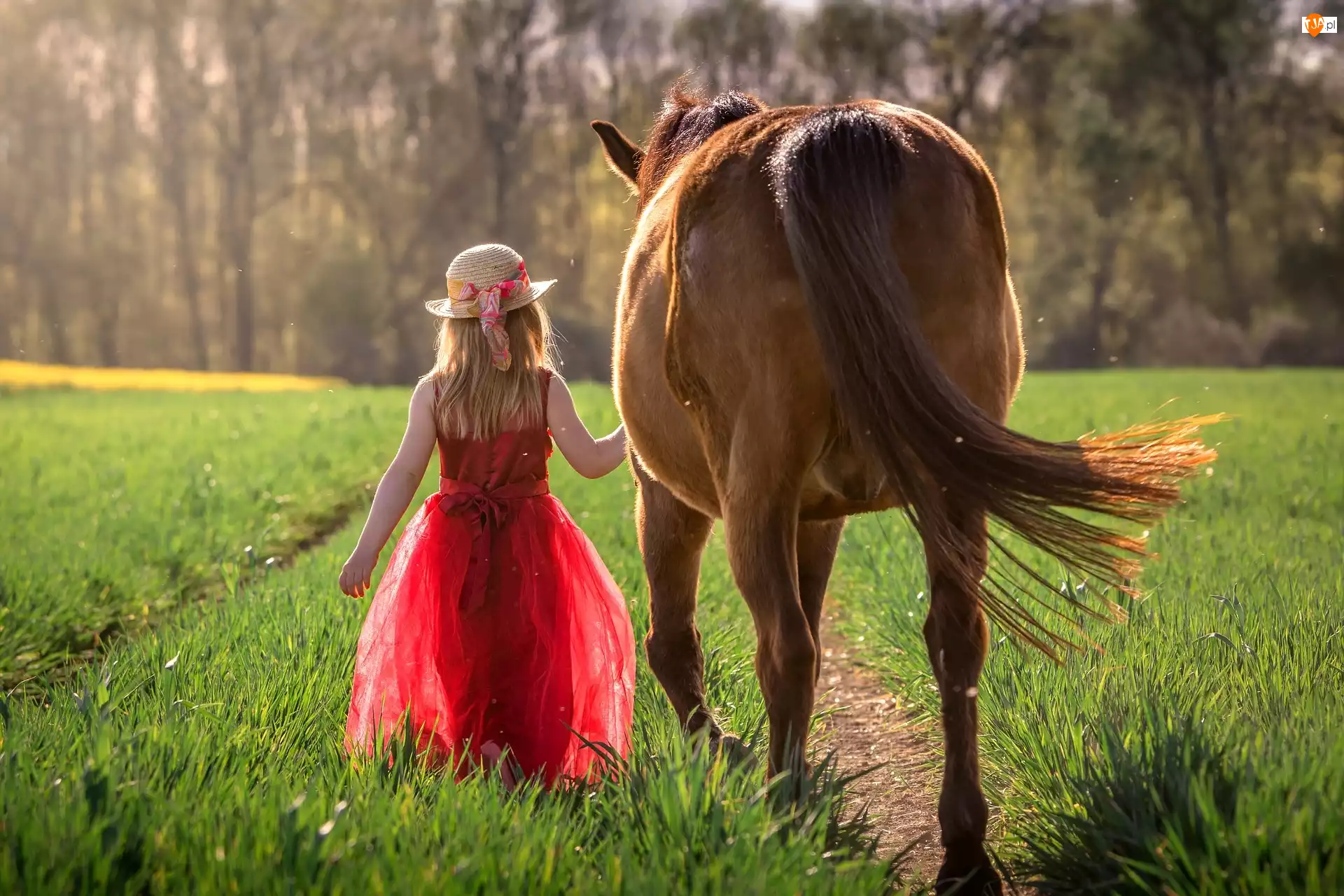 Sukienka, Koń, Czerwona, Dziewczynka, Kapelusz