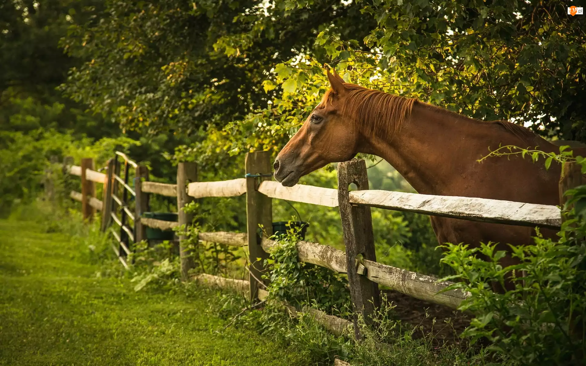 Ogrodzenie, Koń