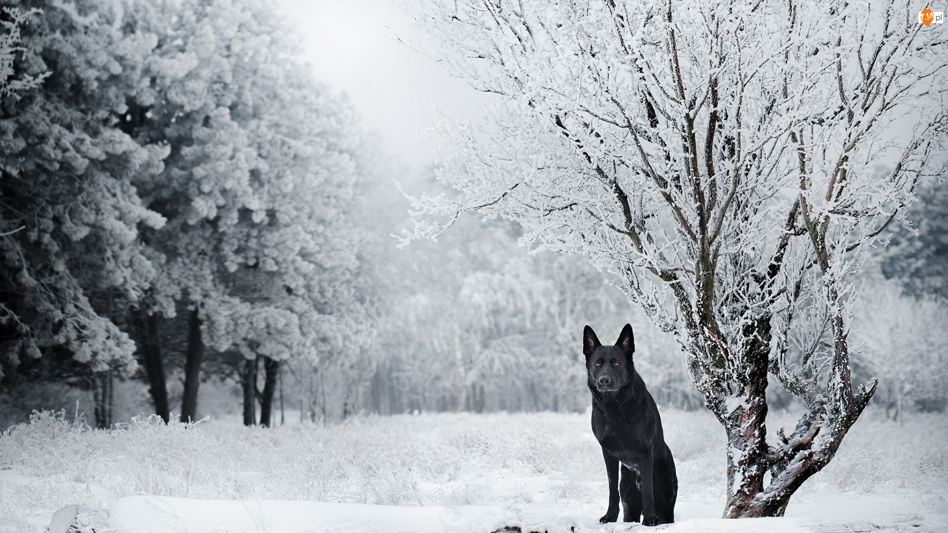 Drzewa, Pies, Czarny owczarek niemiecki, Zima
