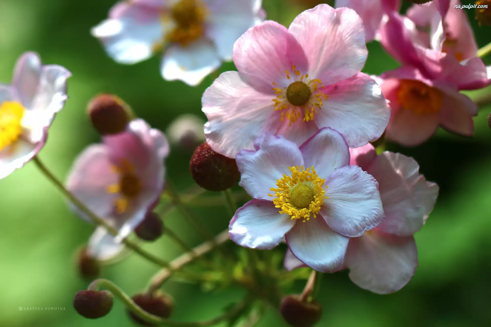 Różowe, Zawilec Japoński, Kwiaty