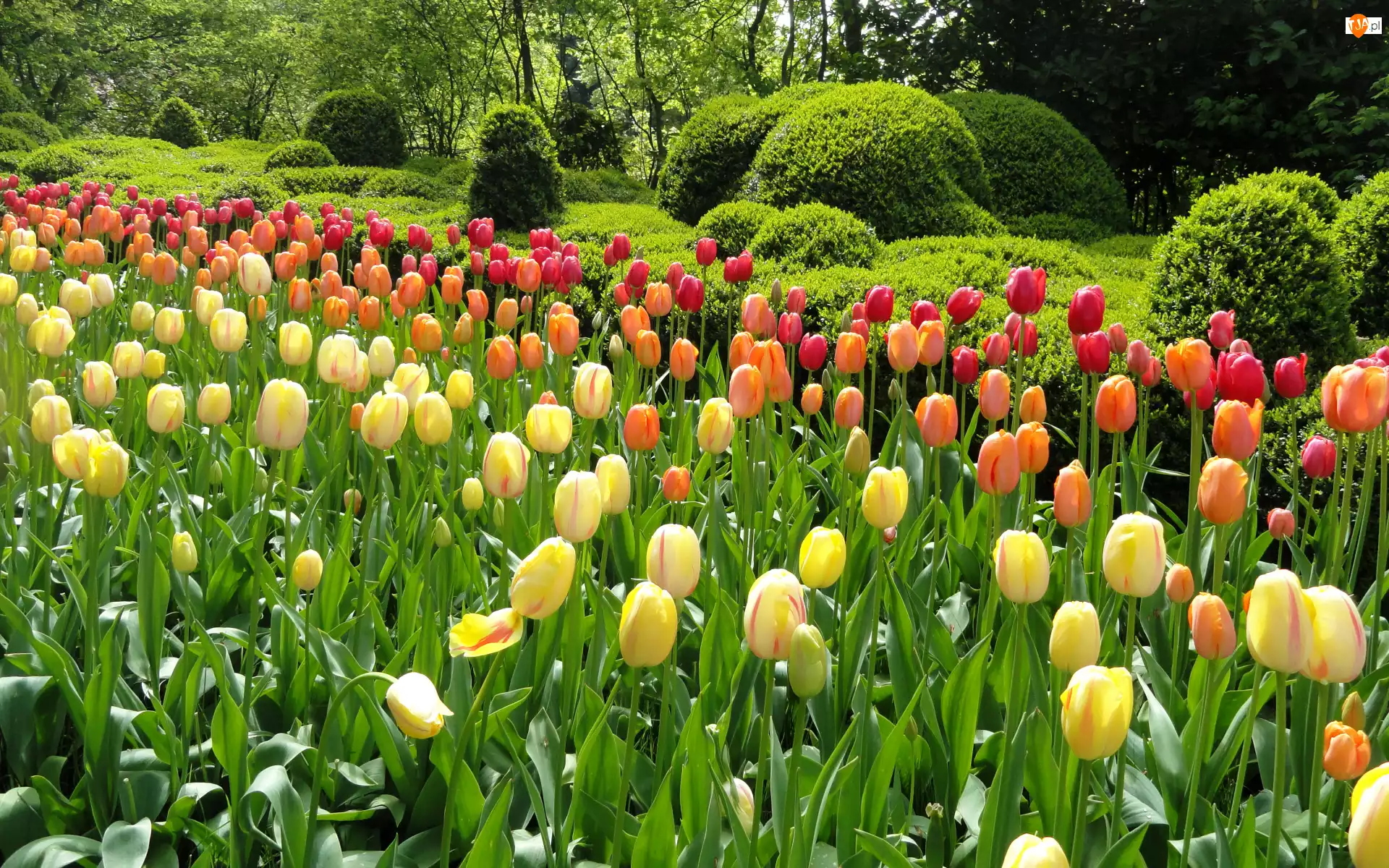 Kwiaty, Park, Tulipany, Drzewa, Kolorowe, Krzewy
