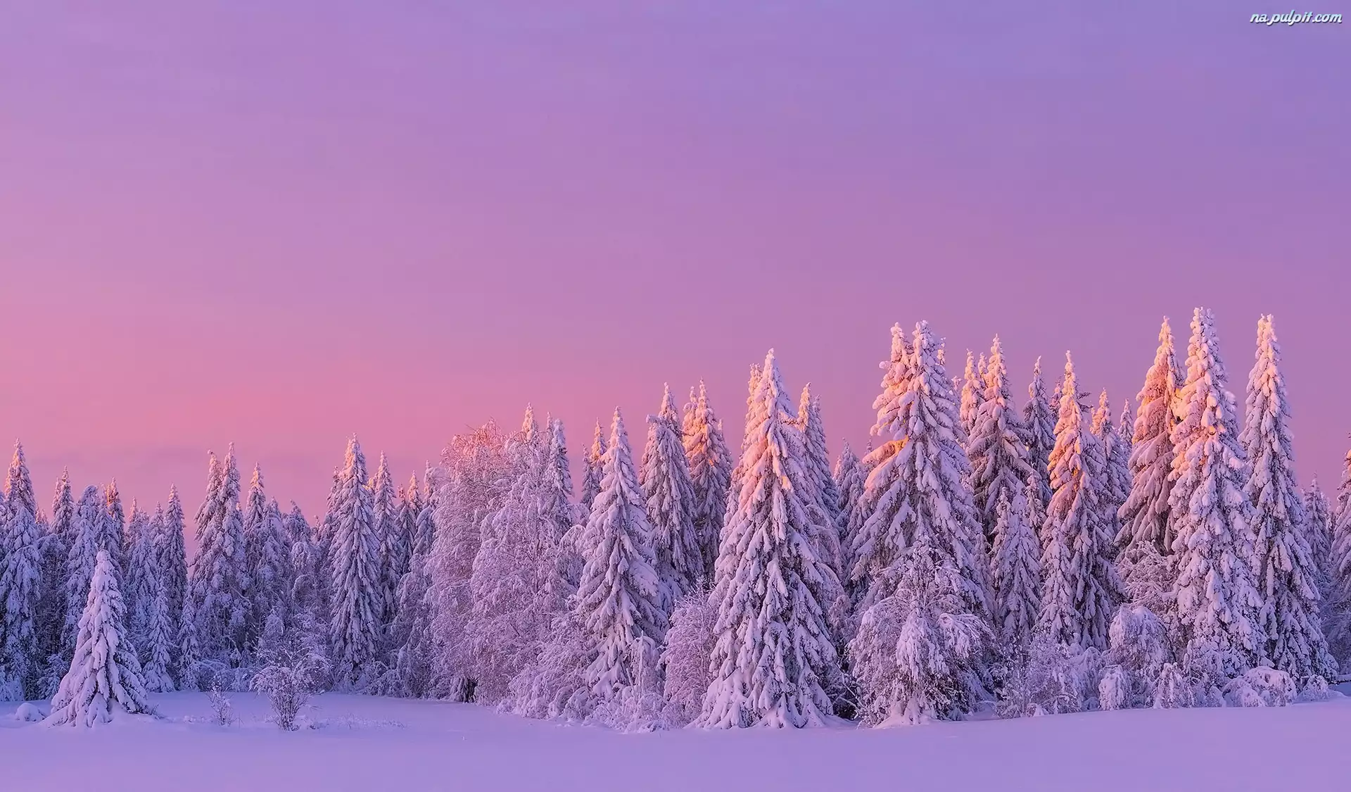 Drzewa, Niebo, Śnieg, Zima, Zaróżowione