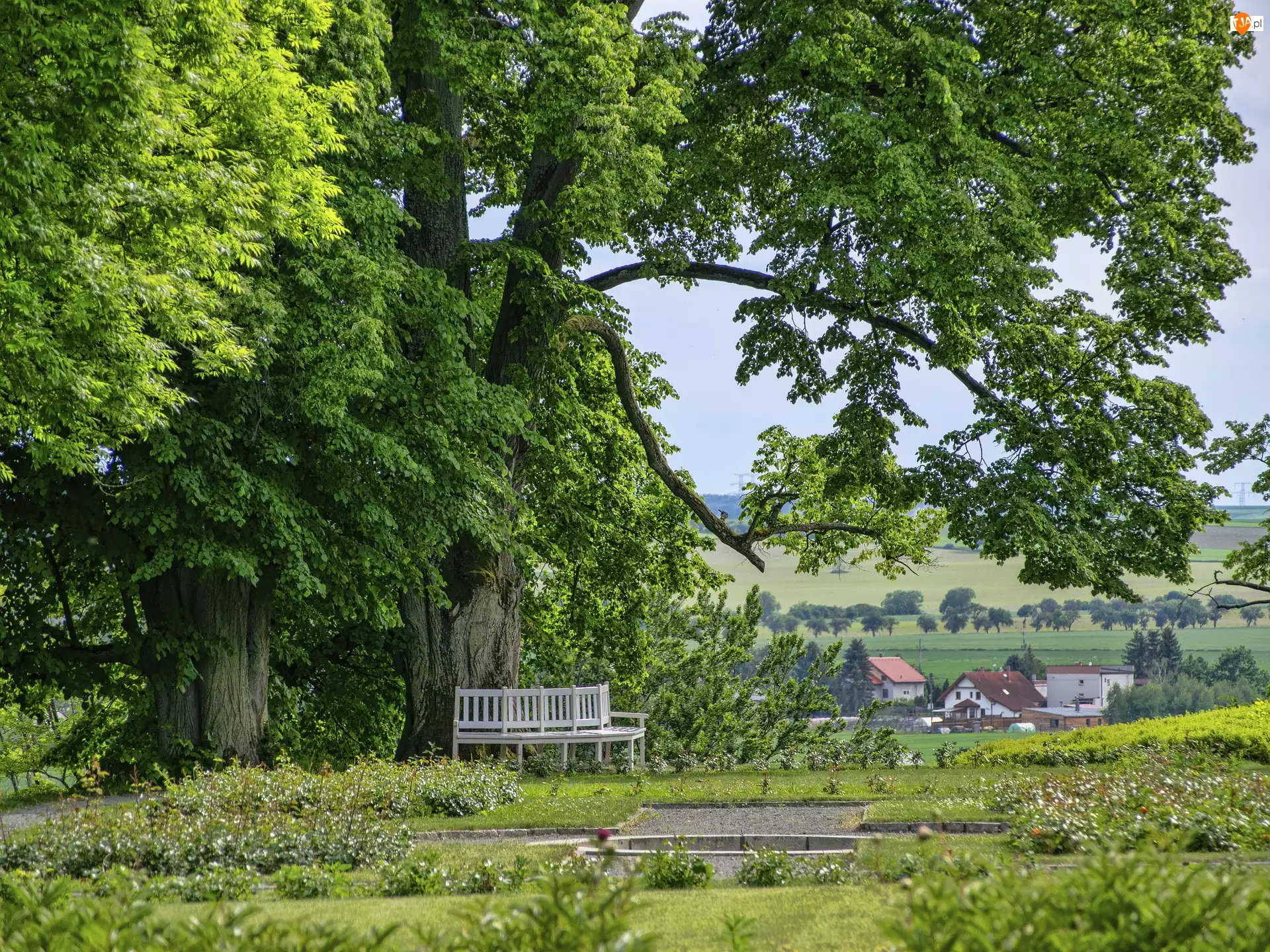 Park, Drzewa, Ławka