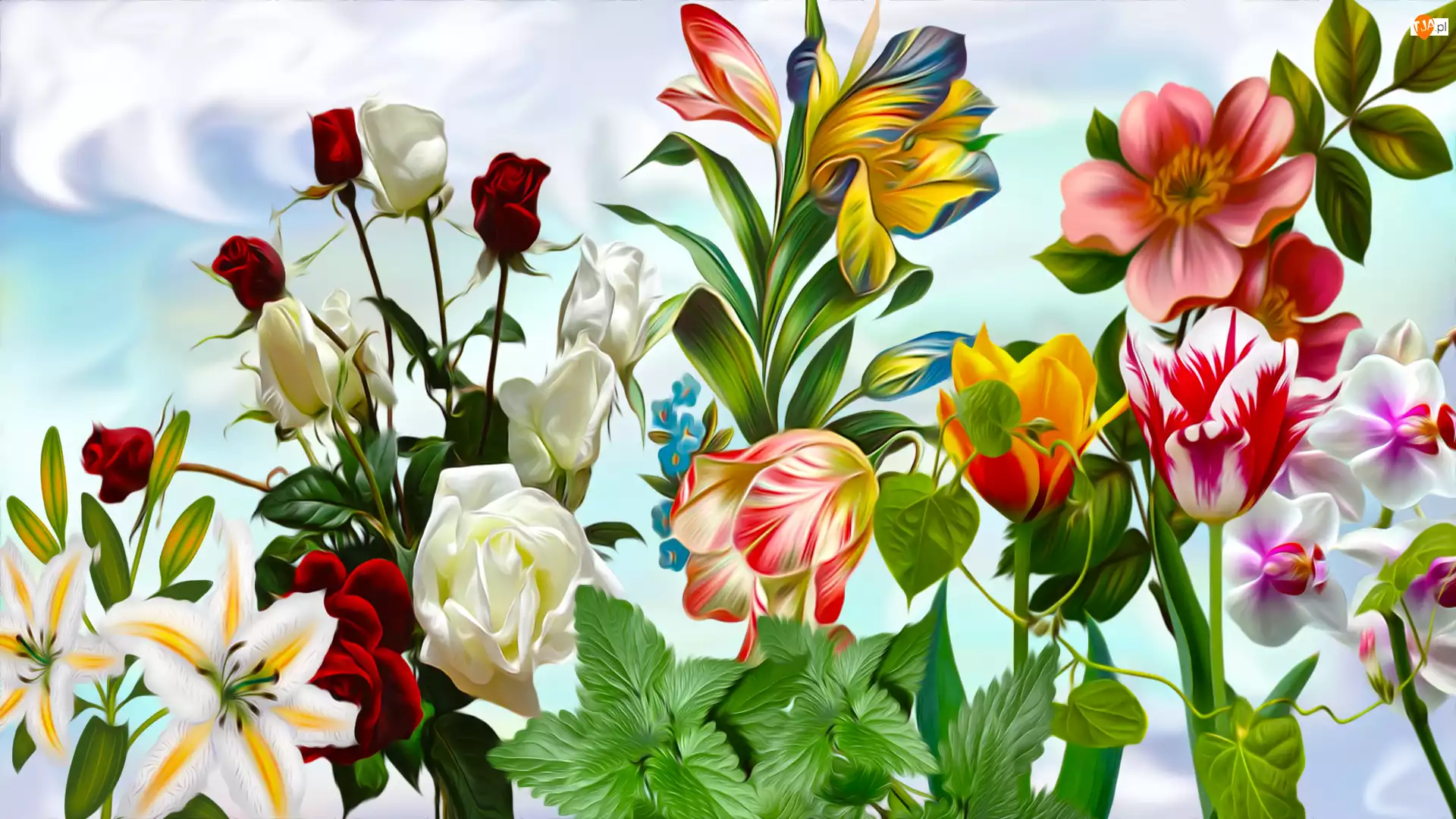 Tulipany, Grafika, Róże, Kwiaty, Lilie