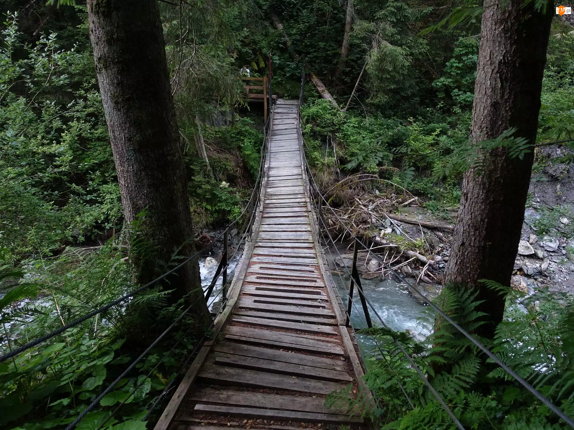 Potok, Most wiszący Las, Drzewa