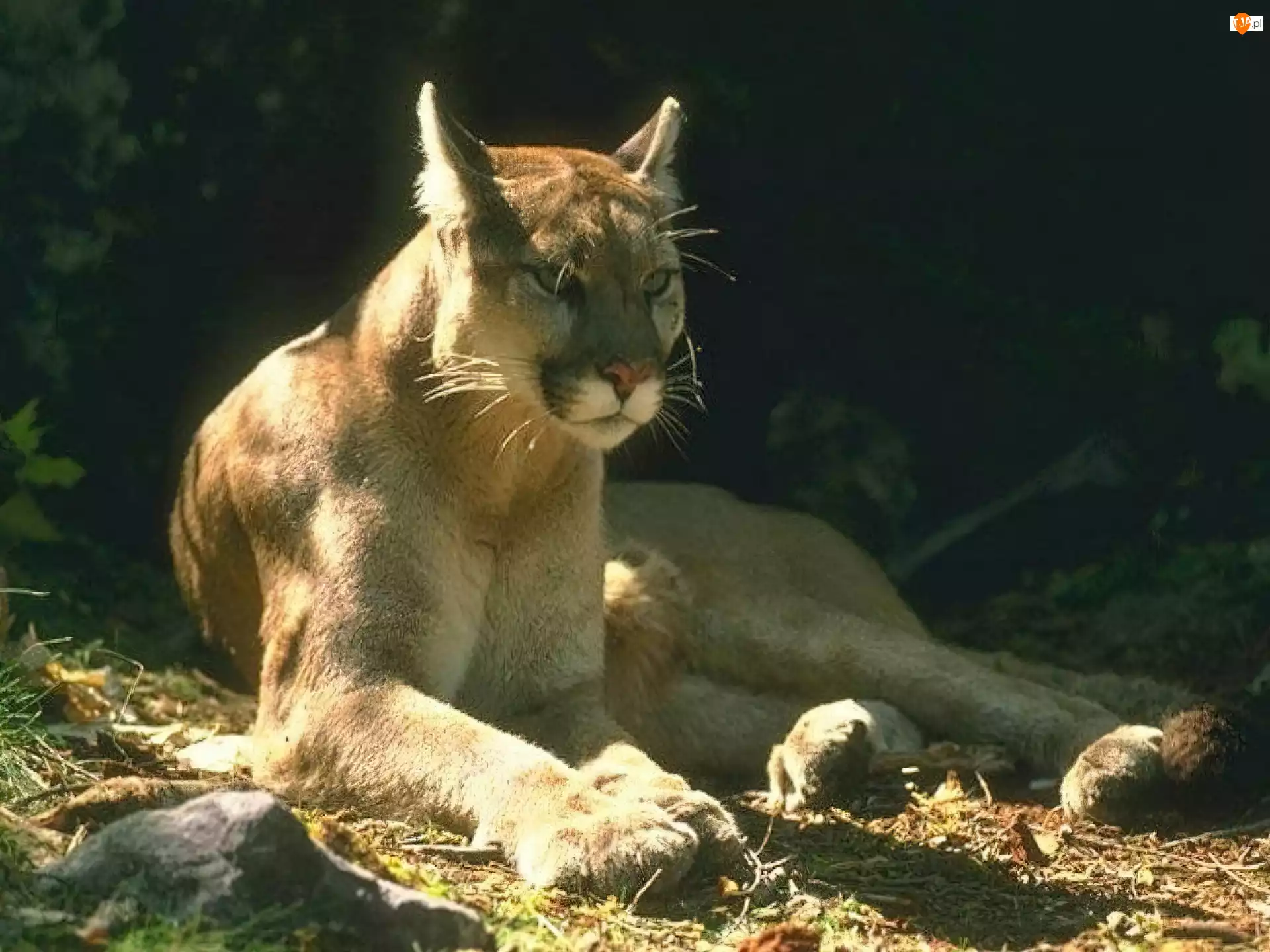 Puma, Dzikie koty