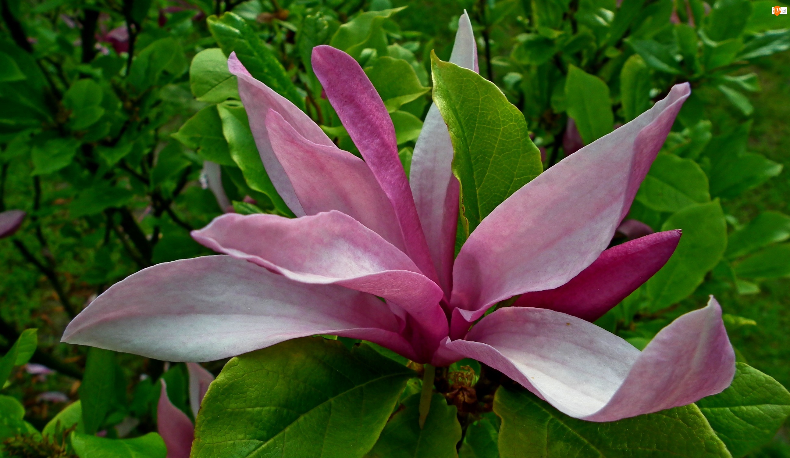 Magnolia, Przyroda, Krzewy