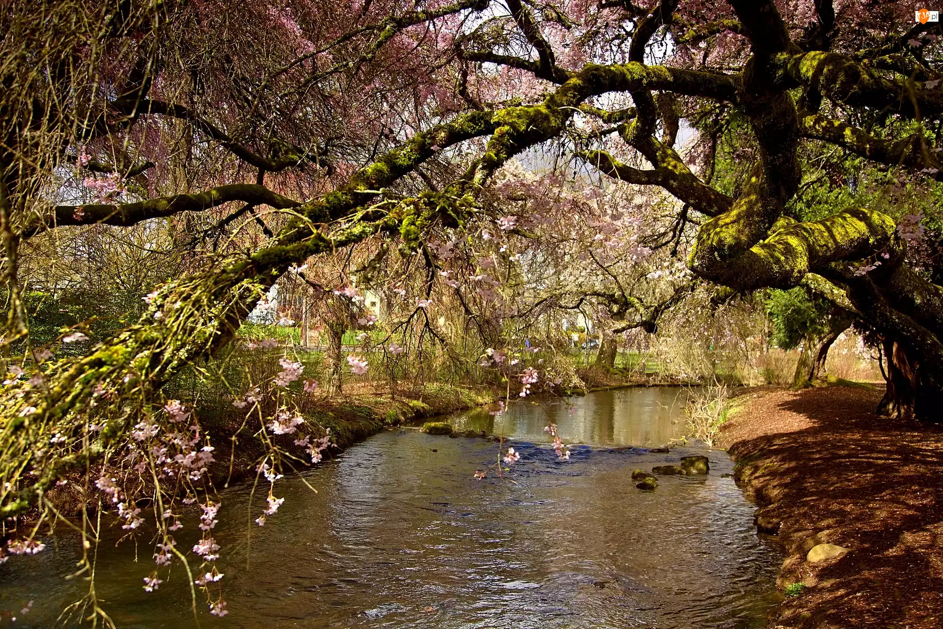 Wiosna, Rzeka, Kwitnące, Drzewo