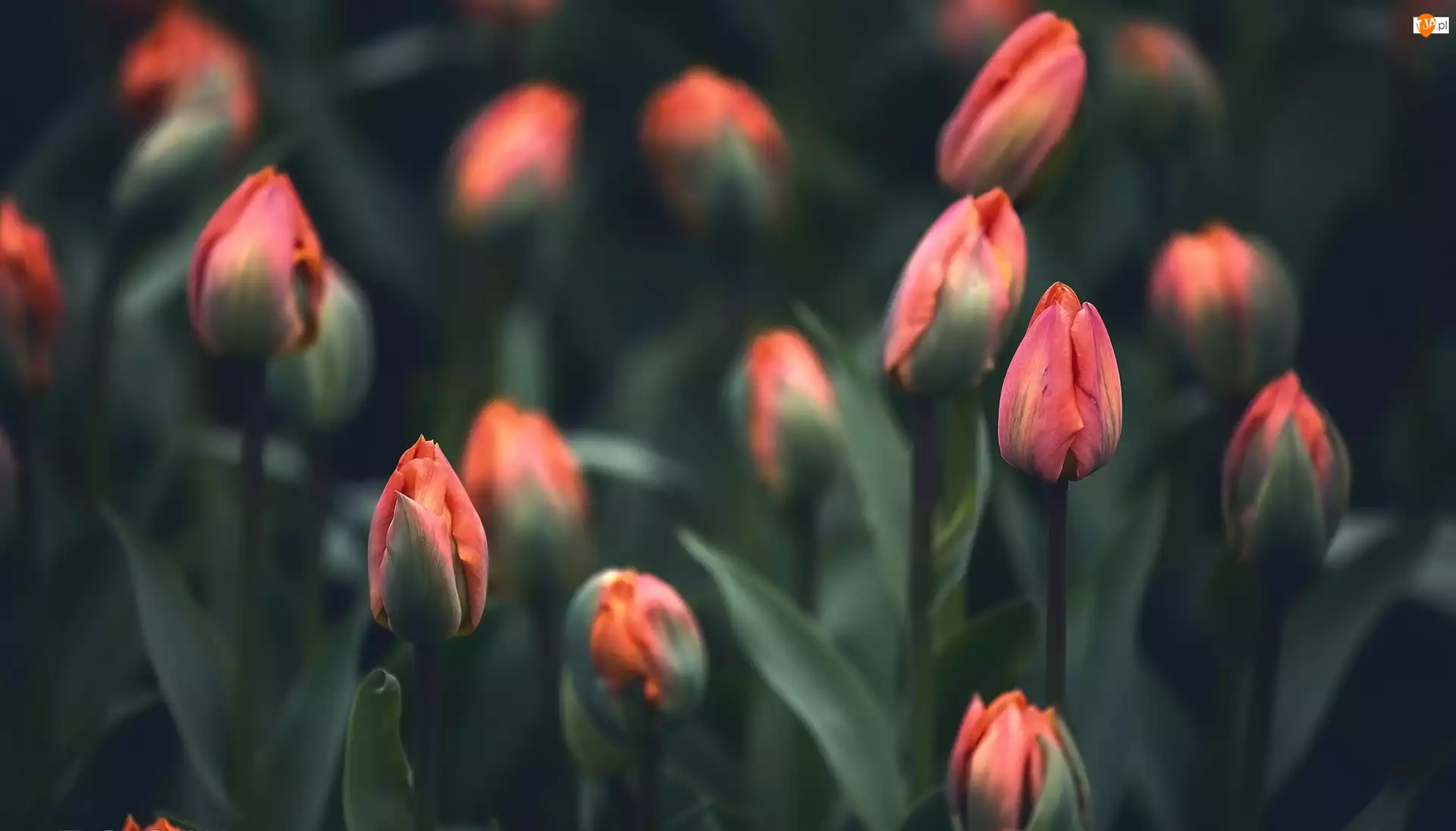 Tulipany, Pąki