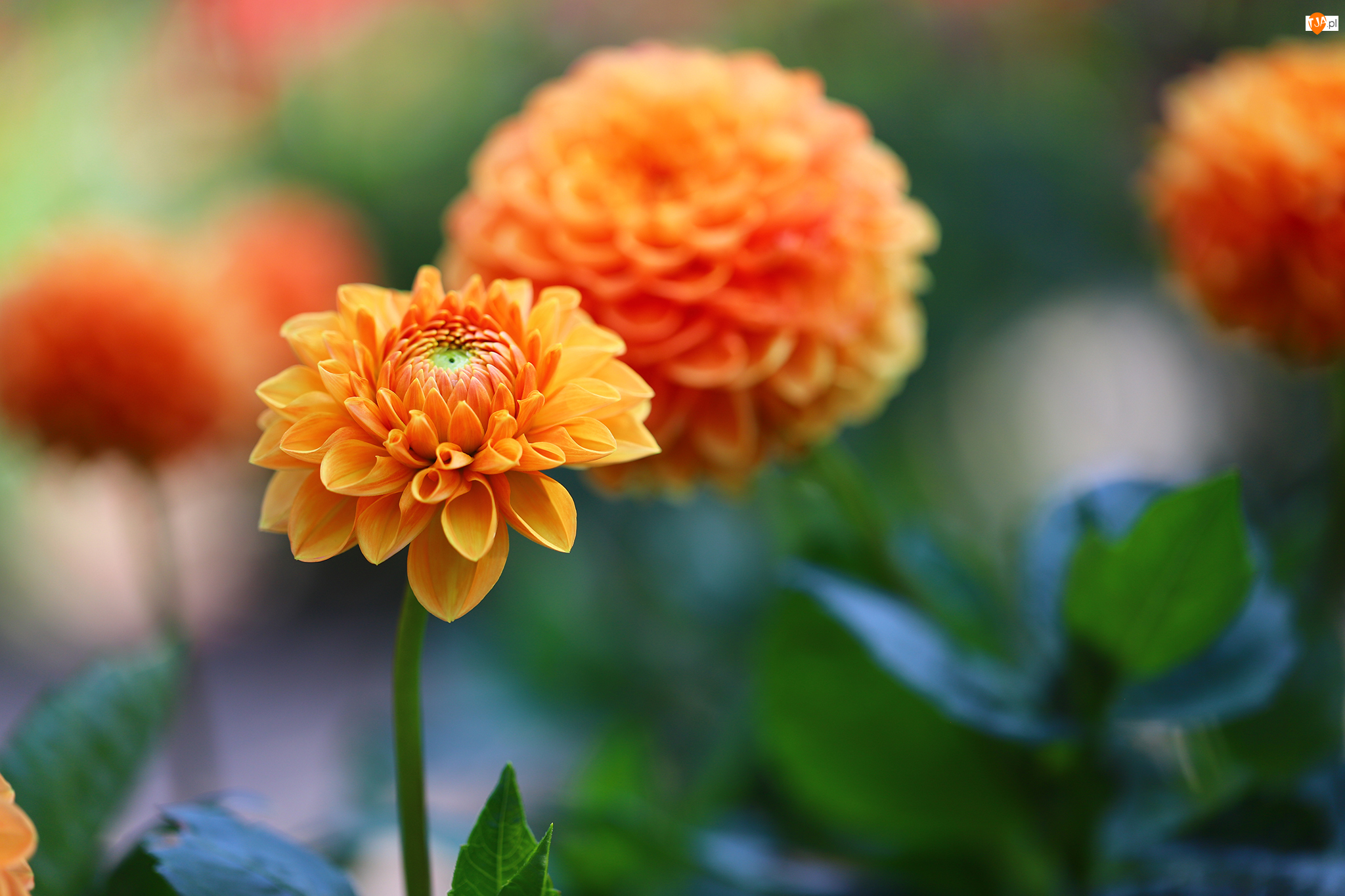 Kwiat, Dalia, Pomarańczowa