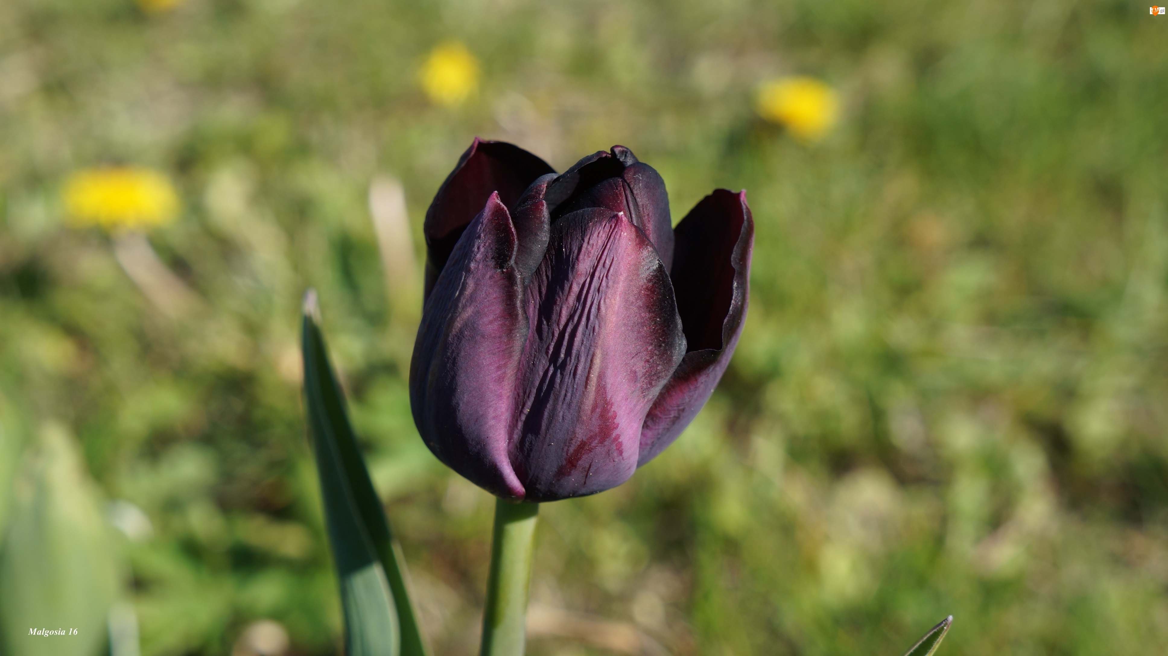 Tulipan, Kwiat, Wiosenny